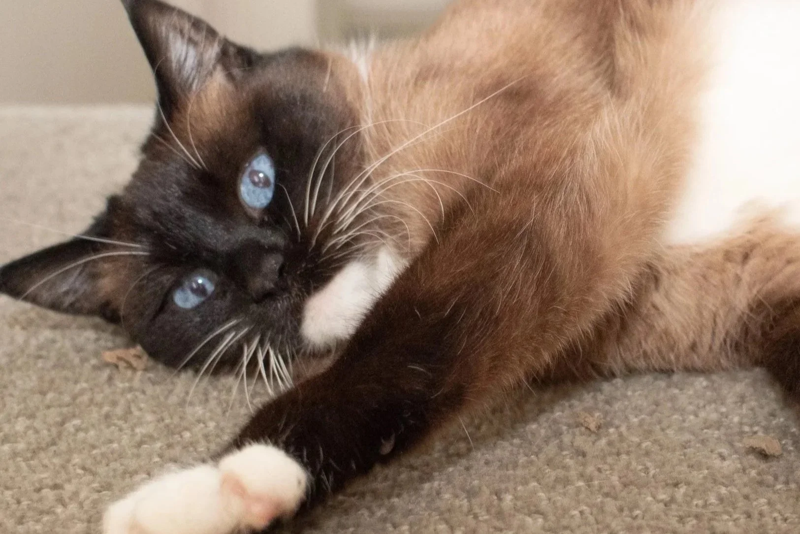 Close-up of a Siamese cat lying on a carpet, with blue eyes, cream and brown fur, and a white paw extended.