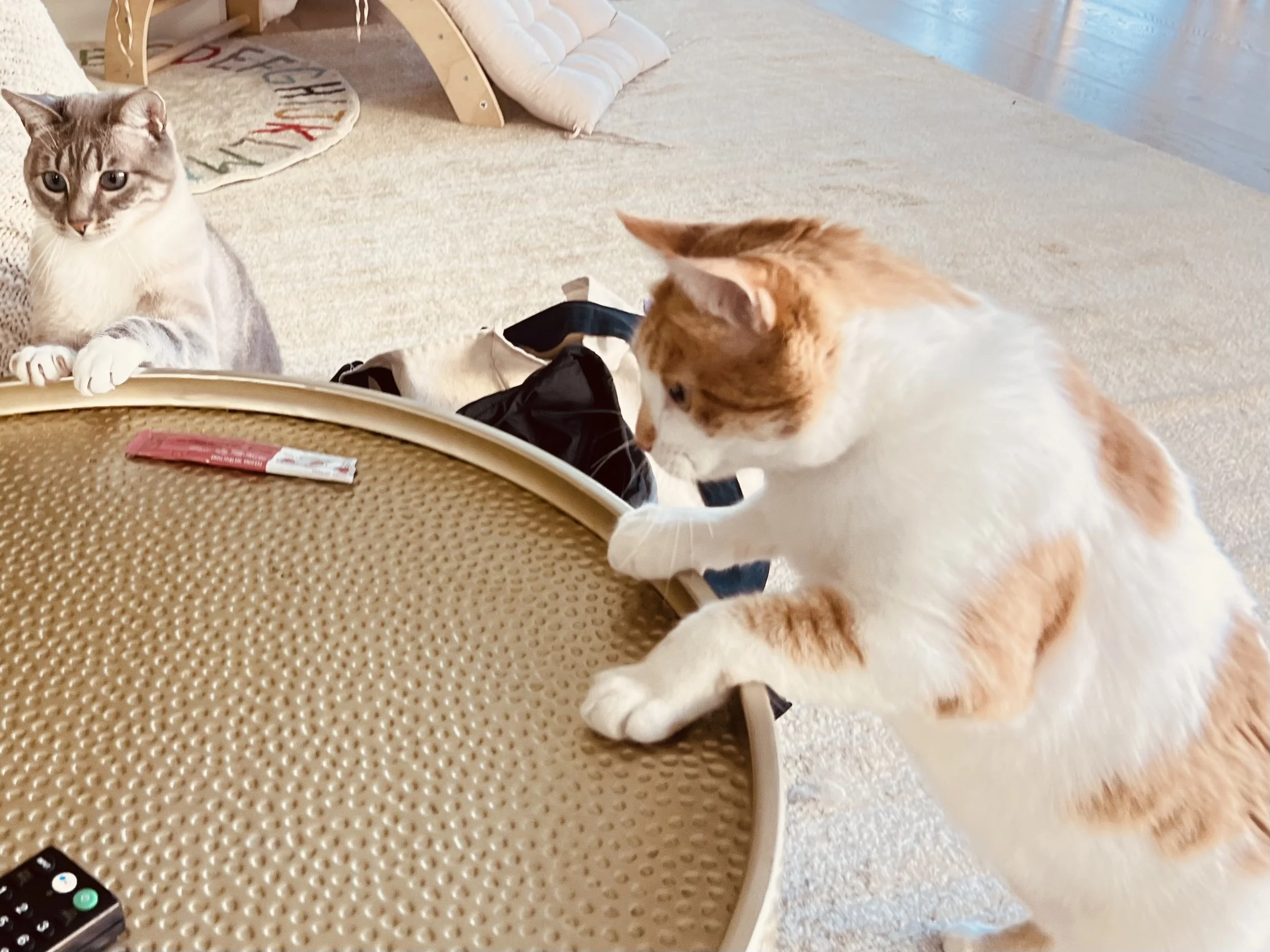 Two cats, one orange and white and the other gray and white, are on a beige patterned table, with the orange and white cat reaching onto the table and the gray and white cat looking on.