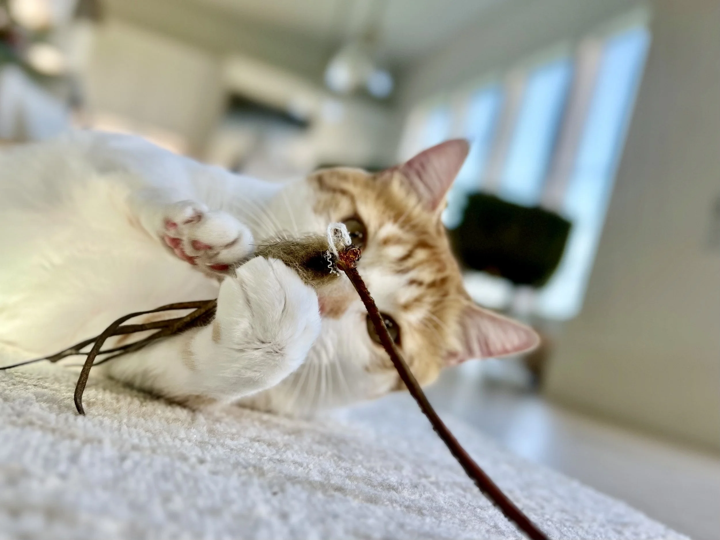 A white and orange tabby cat playing with a small dried brown stick on a soft surface, with a blurred background of a room with windows.