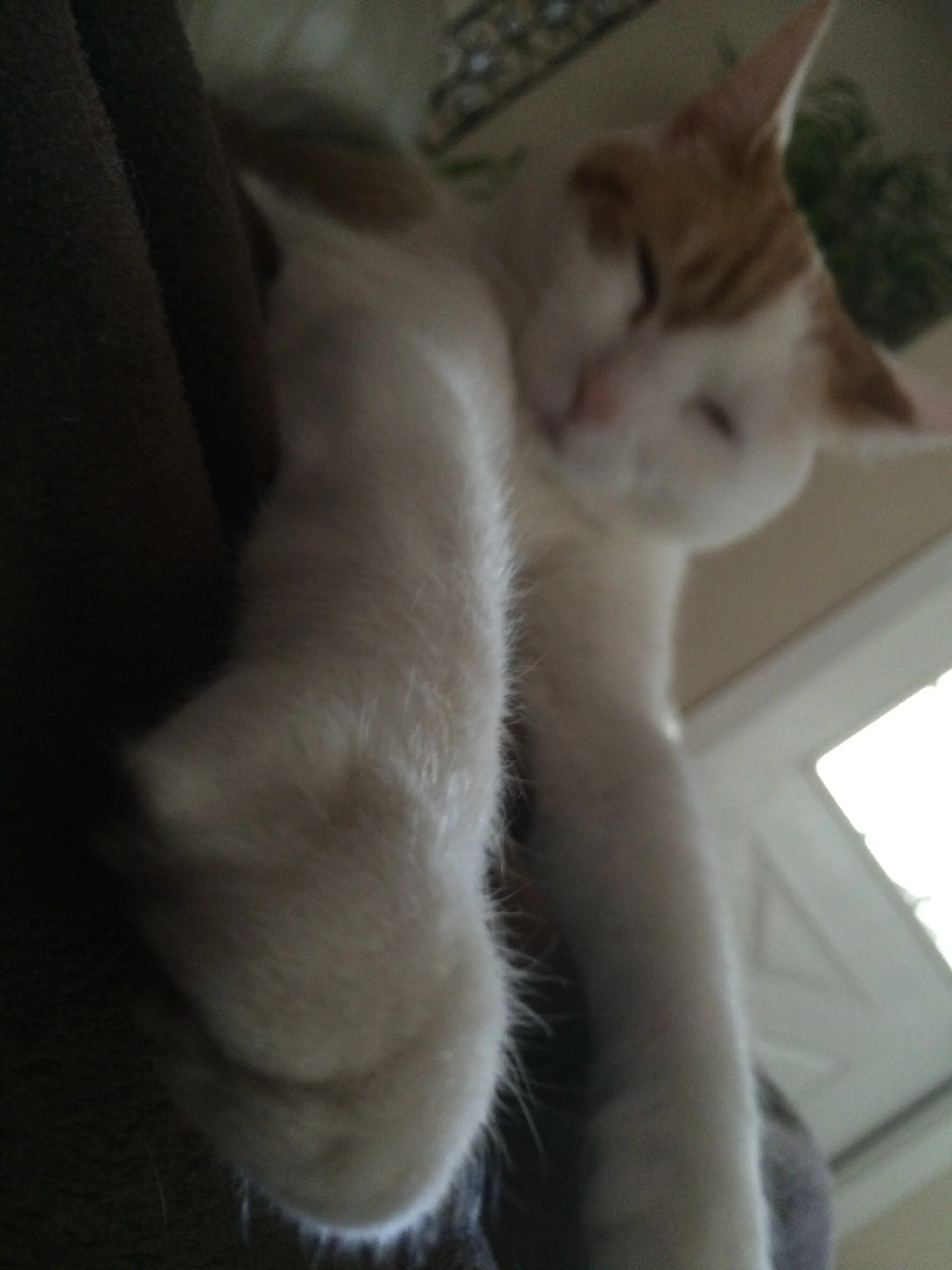 Close-up of a sleeping cat with orange and white fur, lying on a dark surface near a window with bright light.