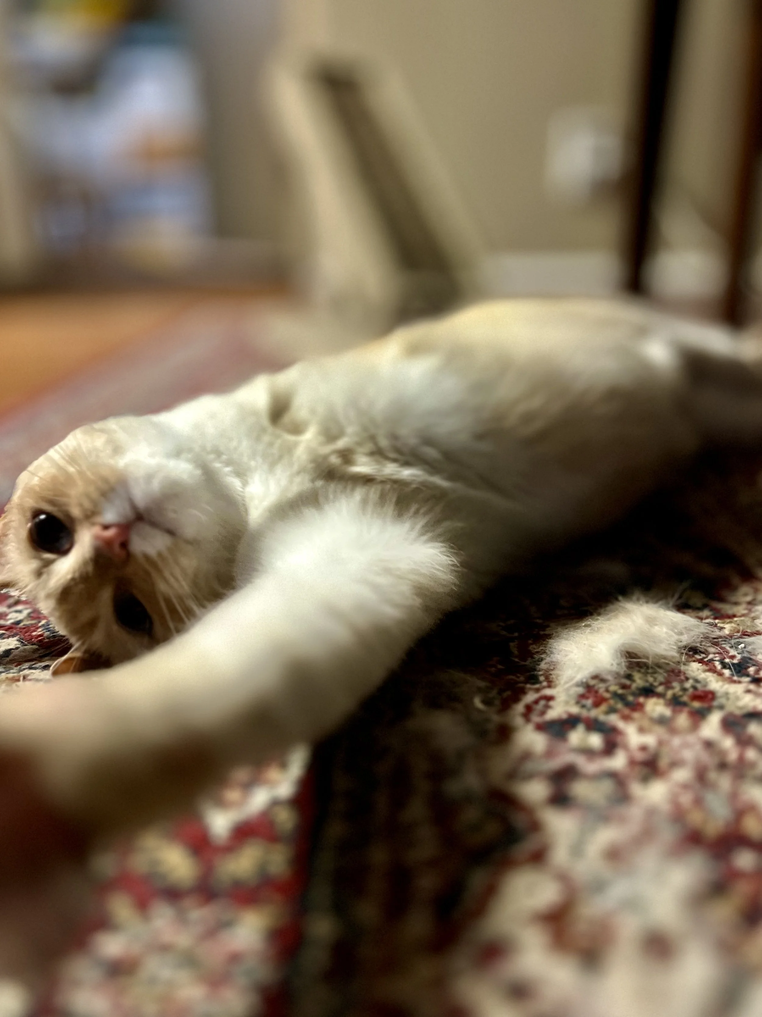 A cat lying on a patterned rug, stretching with one paw extended forward and looking towards the camera.