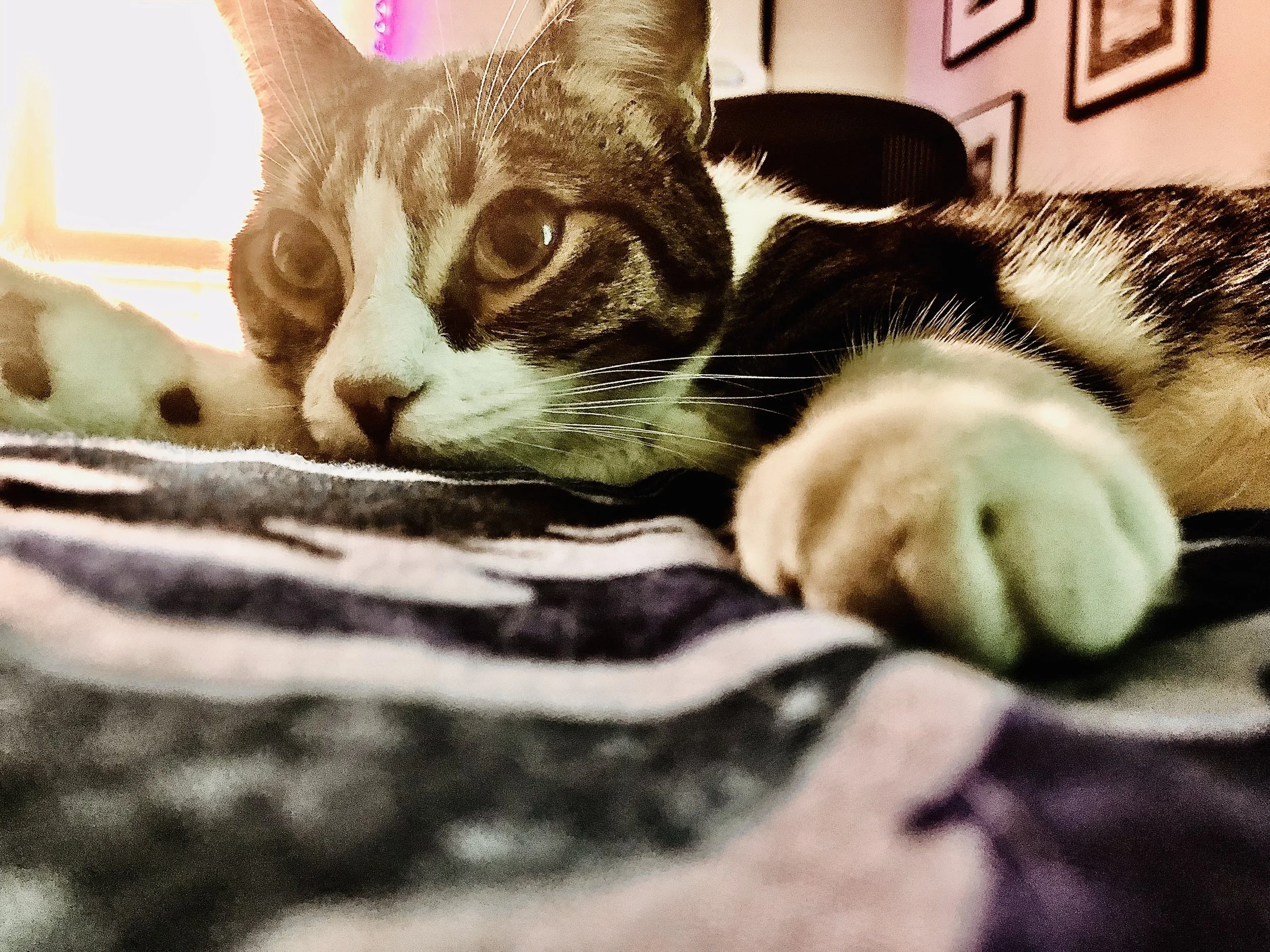 Close-up of a tabby cat lying on a striped blanket, gazing at the camera with green eyes.