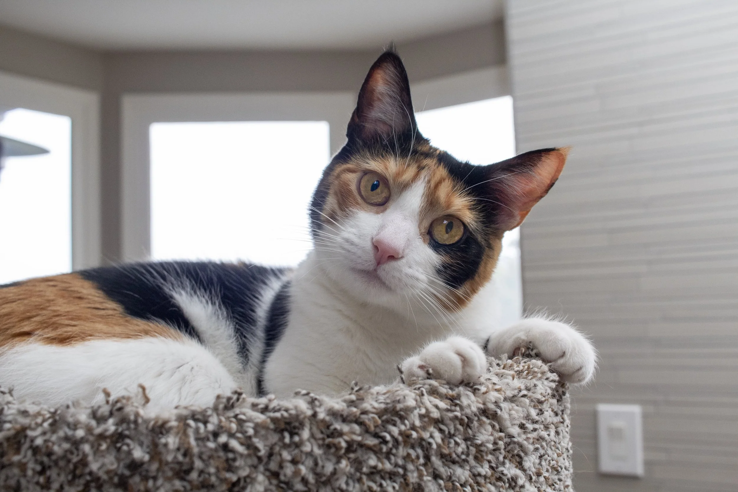 A calico cat lying on a carpeted cat tree, looking at the camera with a relaxed expression.