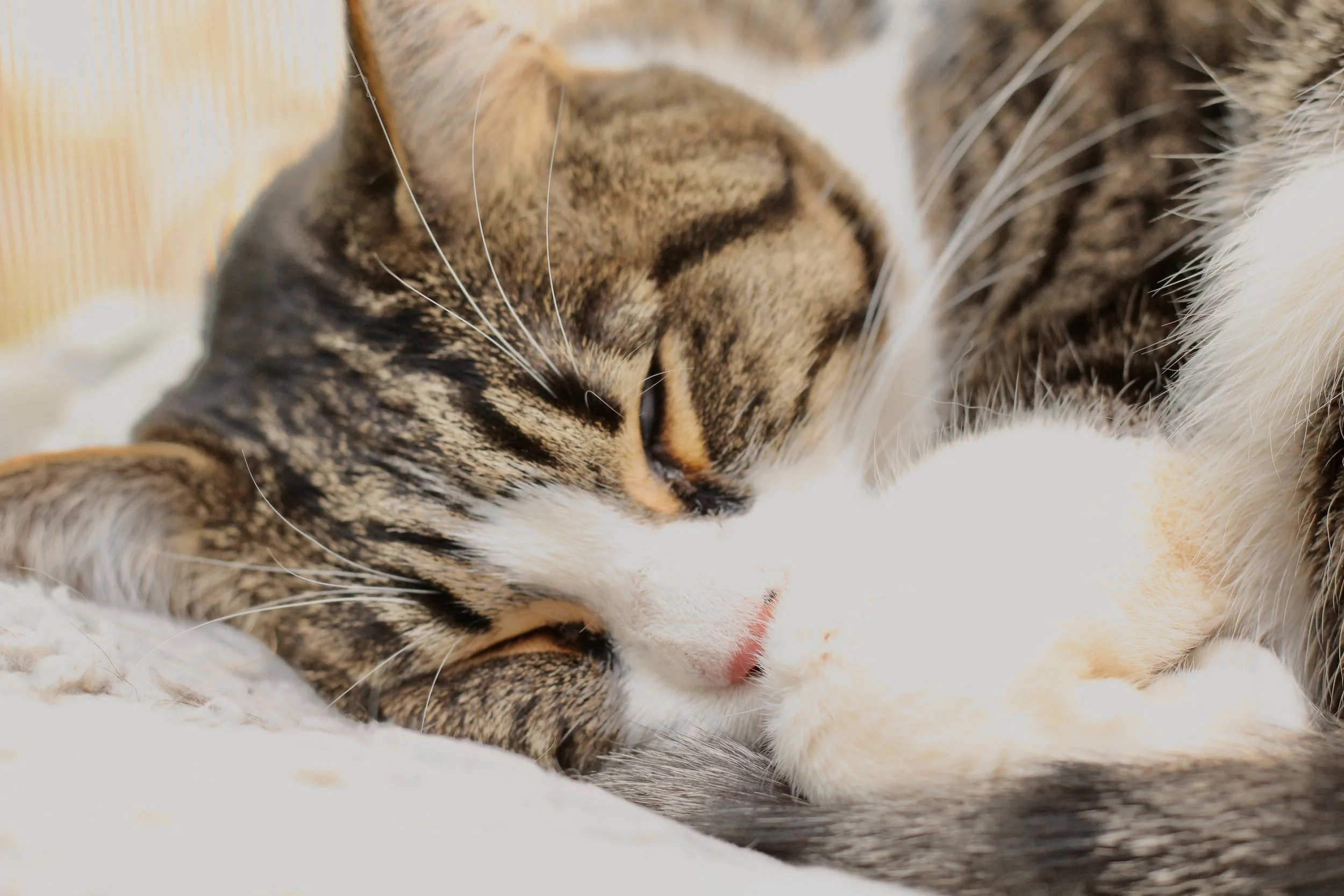 Close-up of a sleeping tabby cat with distinctive stripes, white paws, and a pink nose, curled up on a soft surface.