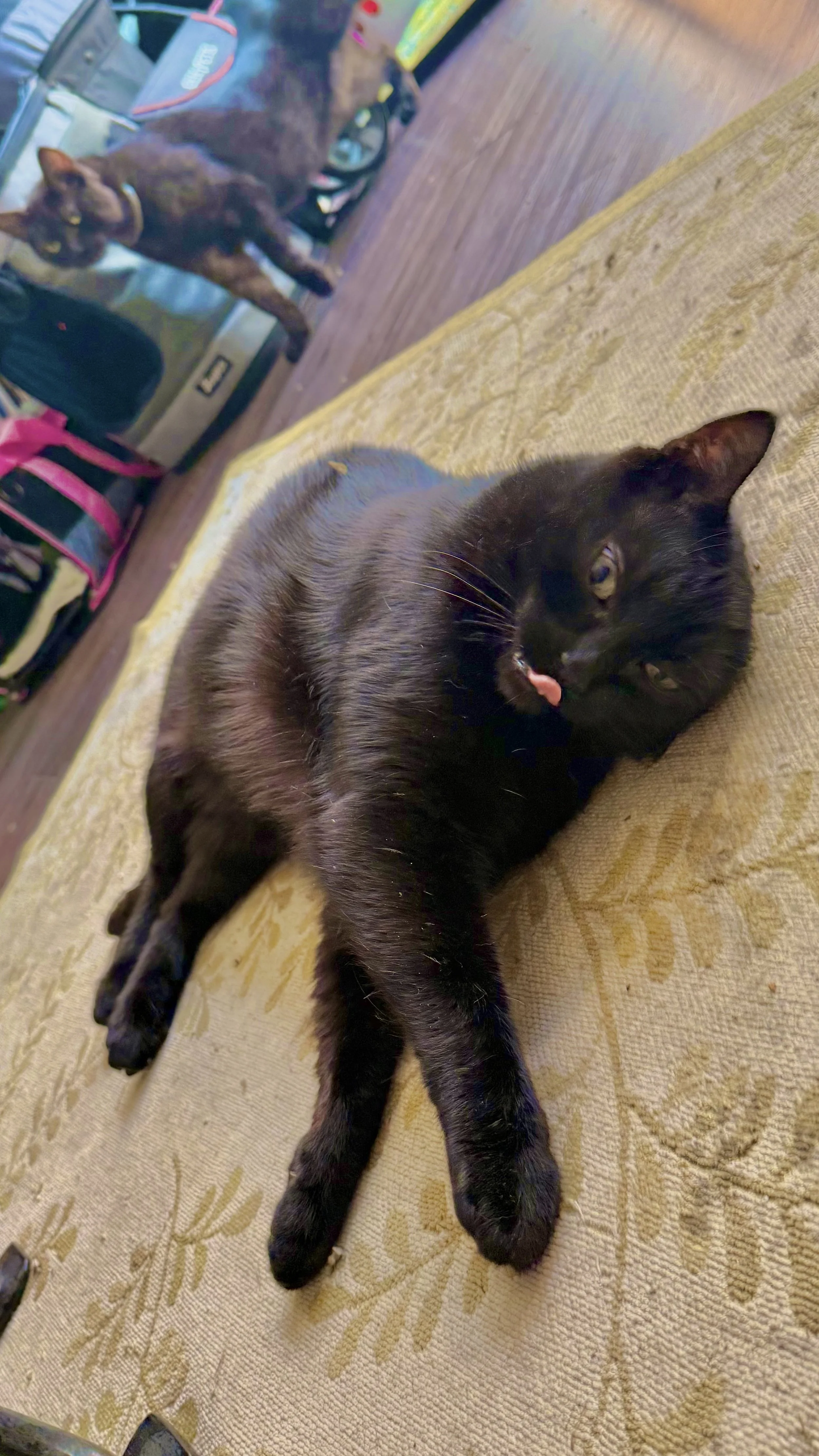 A black cat lying on a patterned yellowish-beige couch with its tongue slightly sticking out, and a brown tabby cat walking in the background near various bags and household objects.
