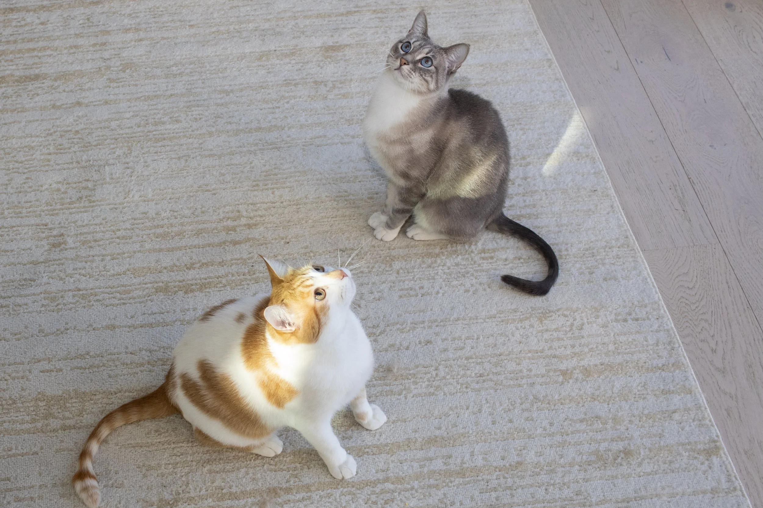 Two cats looking up, one with orange and white fur, and one with gray and white fur, sitting on a beige rug and hardwood floor.