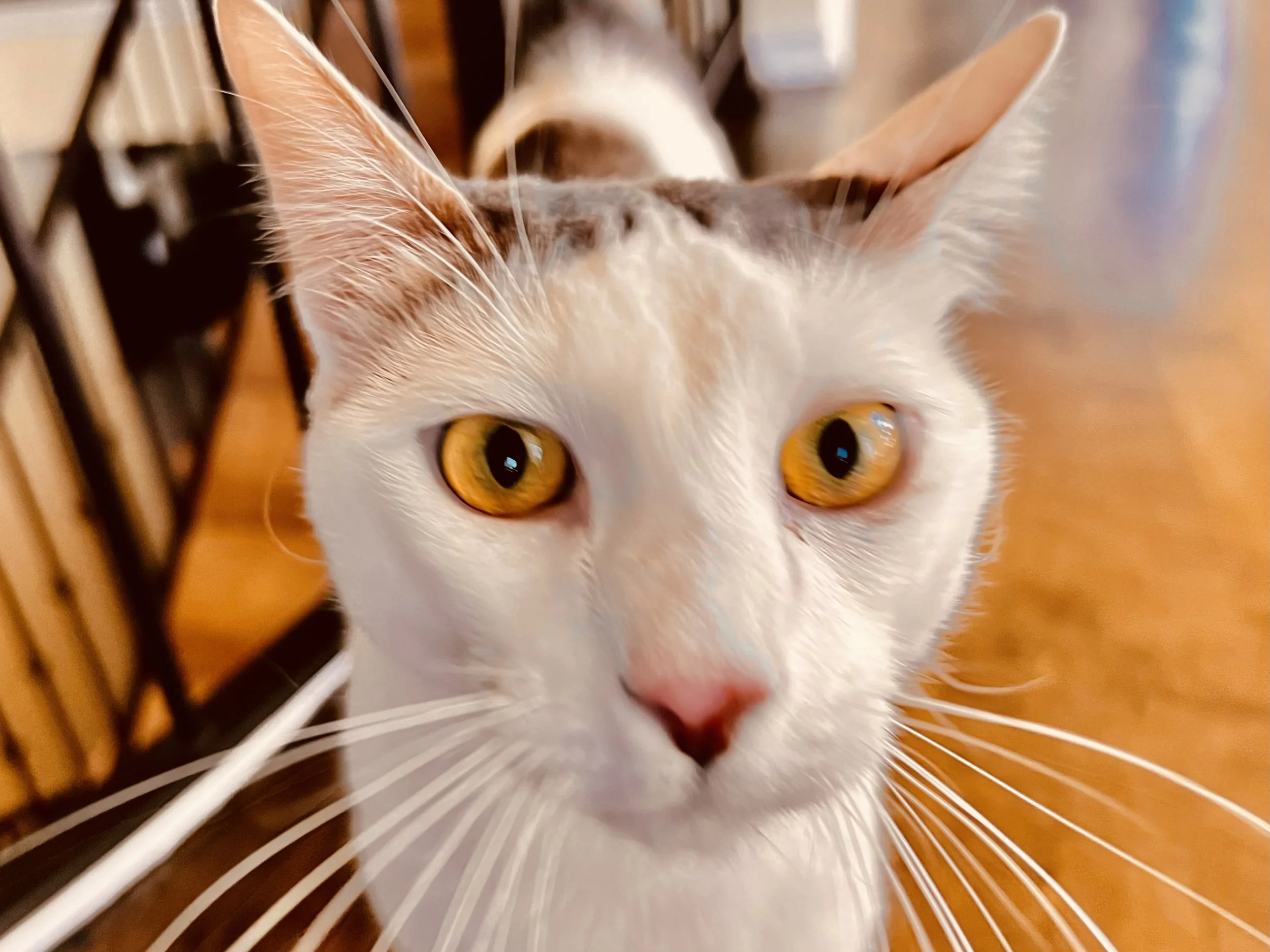 Close-up of a white cat with golden eyes, pink nose, and long white whiskers. The background shows a wooden floor and part of a chair or table.