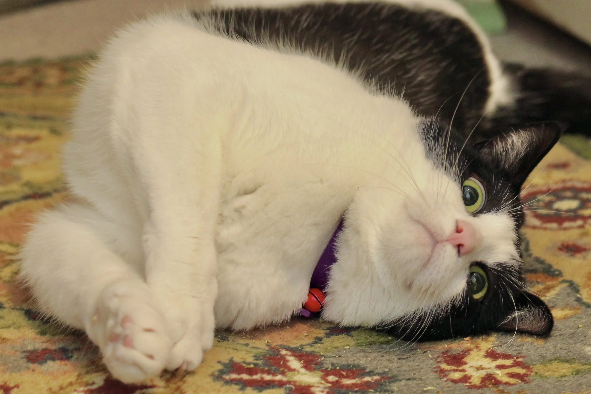 A black and white cat lying on a patterned rug, looking at the camera with green eyes and a pink nose.