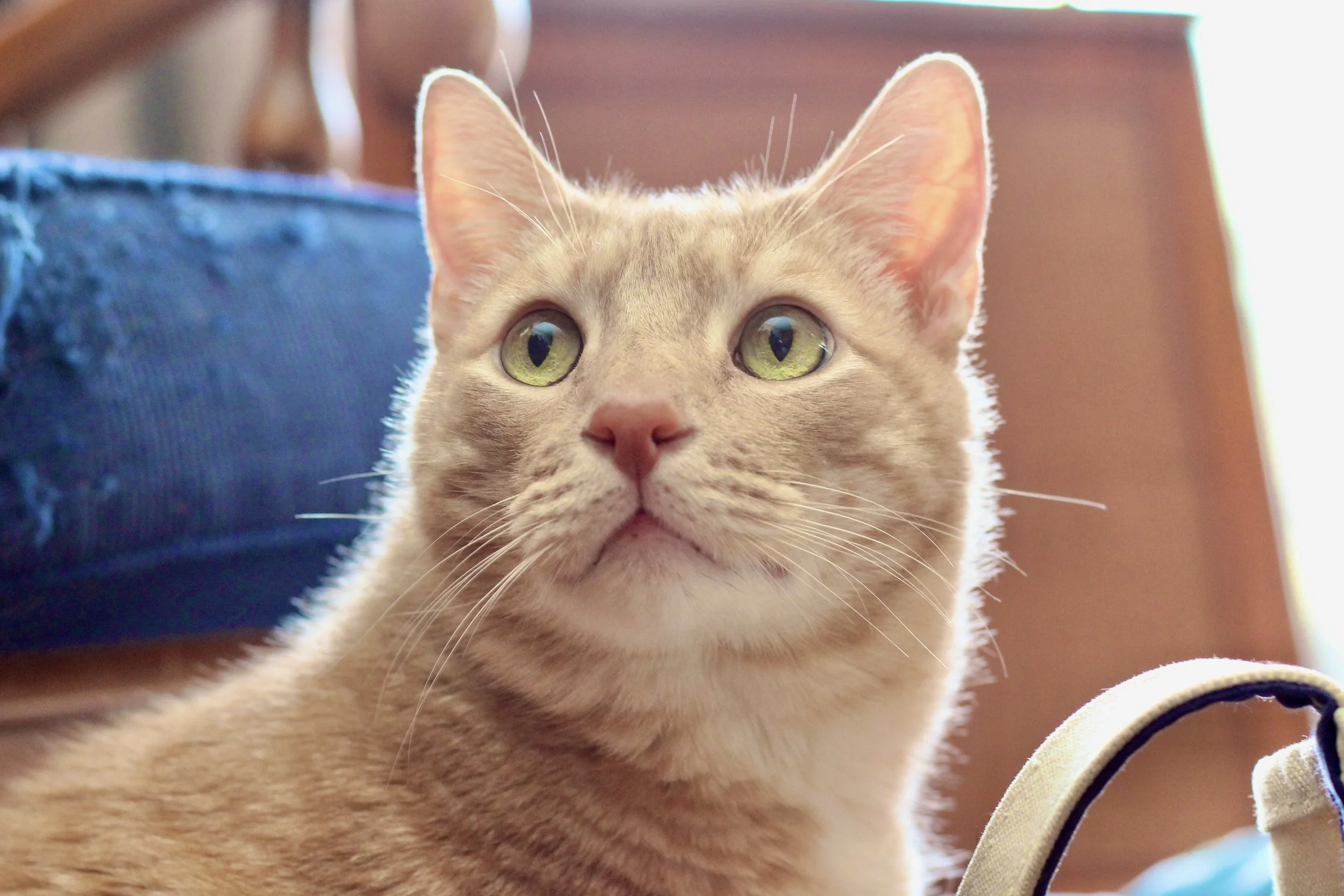 Close-up of a light orange tabby cat with green eyes looking up in a room with wooden furniture and a blue bag nearby.