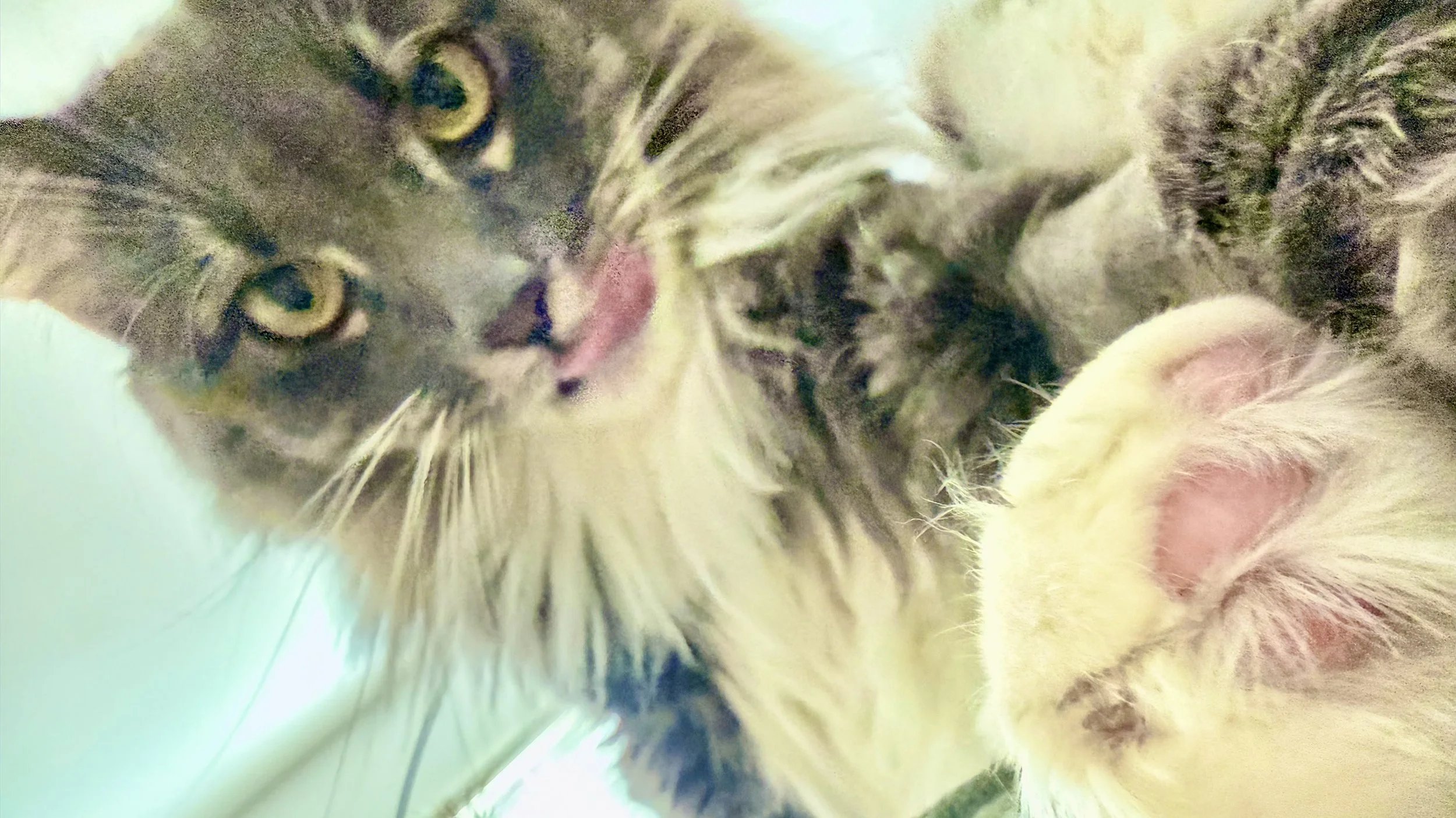 Close-up of a tabby cat grooming or playing with a cream-colored kitten.