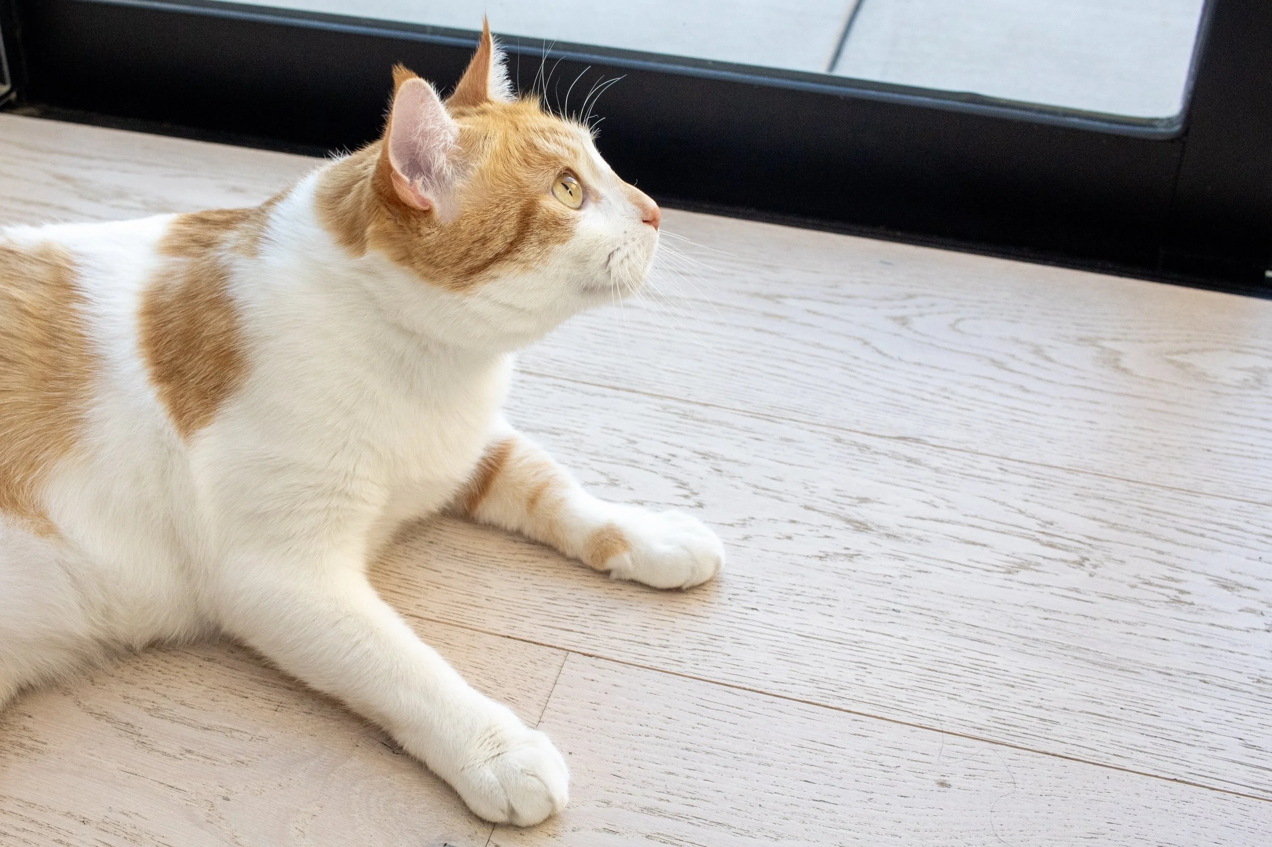 An orange and white cat lying on light-colored wooden floor, looking to the side near a glass door.