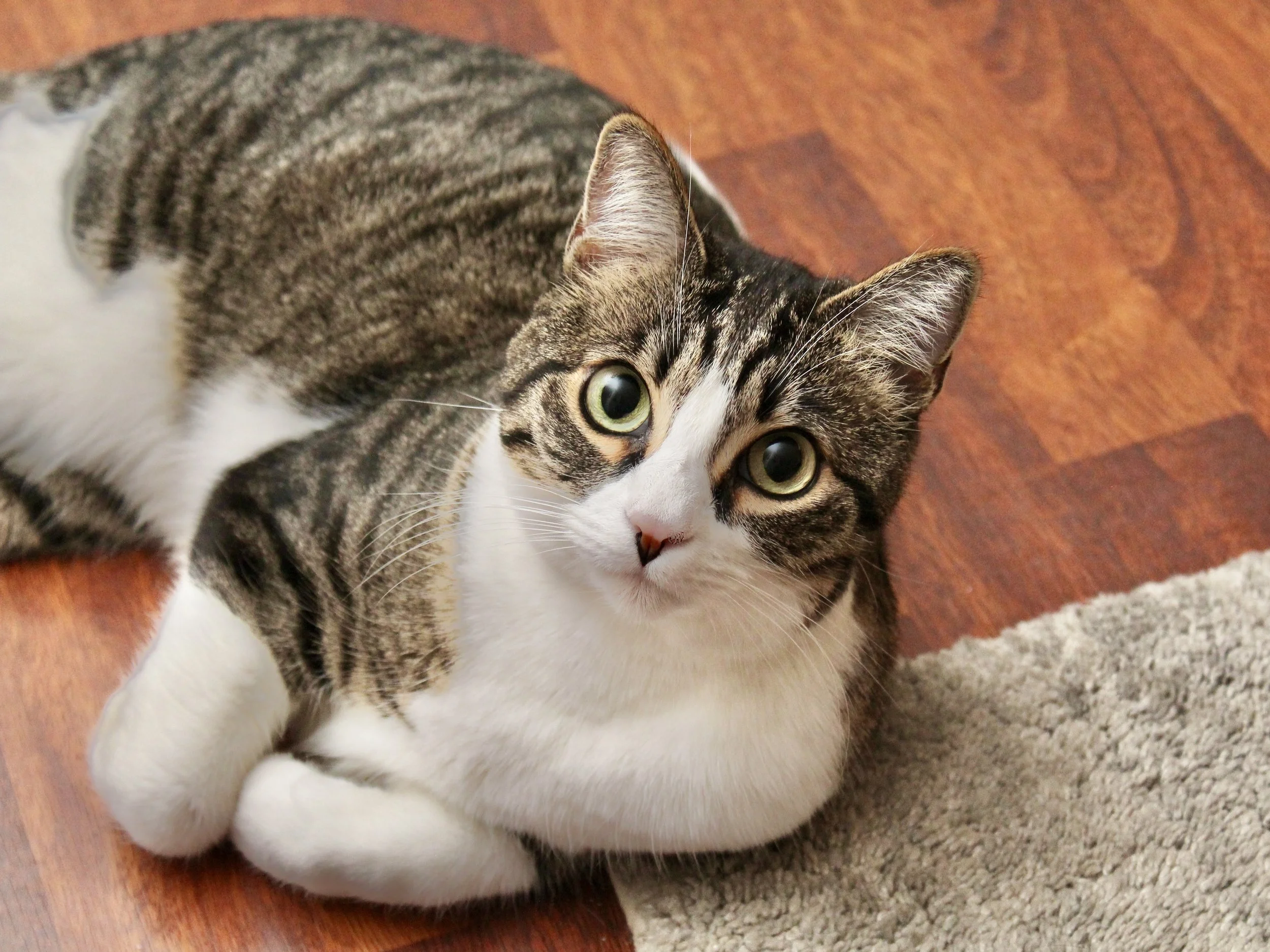 A tabby and white cat laying on a wooden floor next to a beige carpet, looking up at the camera with wide green eyes.