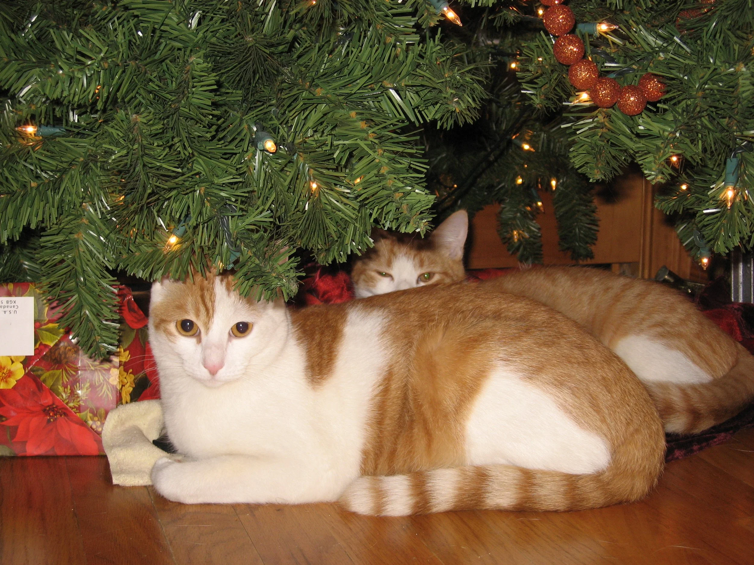 Two orange and white cats are lying under a decorated Christmas tree with wrapped presents nearby.