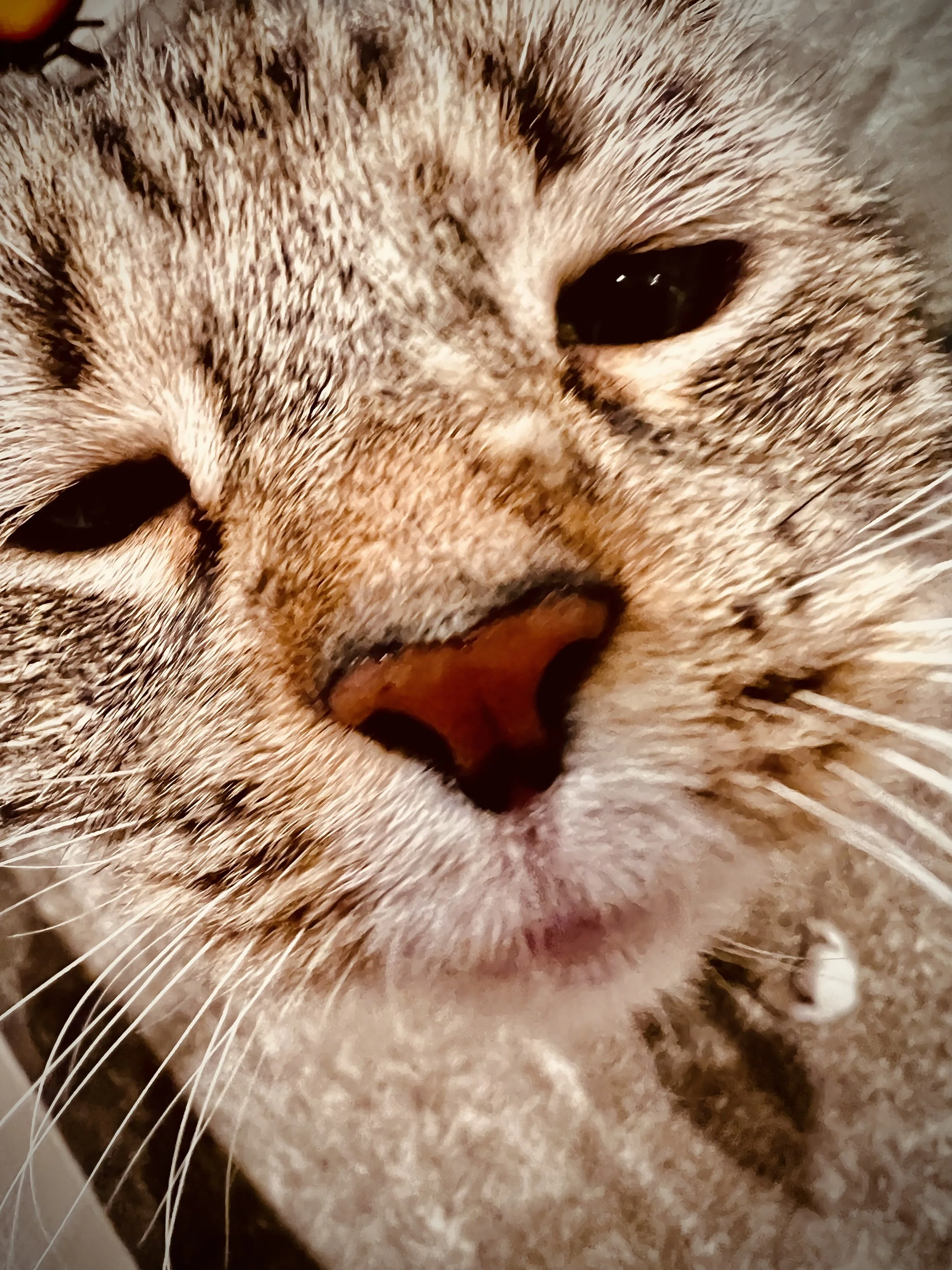 Close-up of a gray tabby cat's face with half-closed eyes and pink nose.