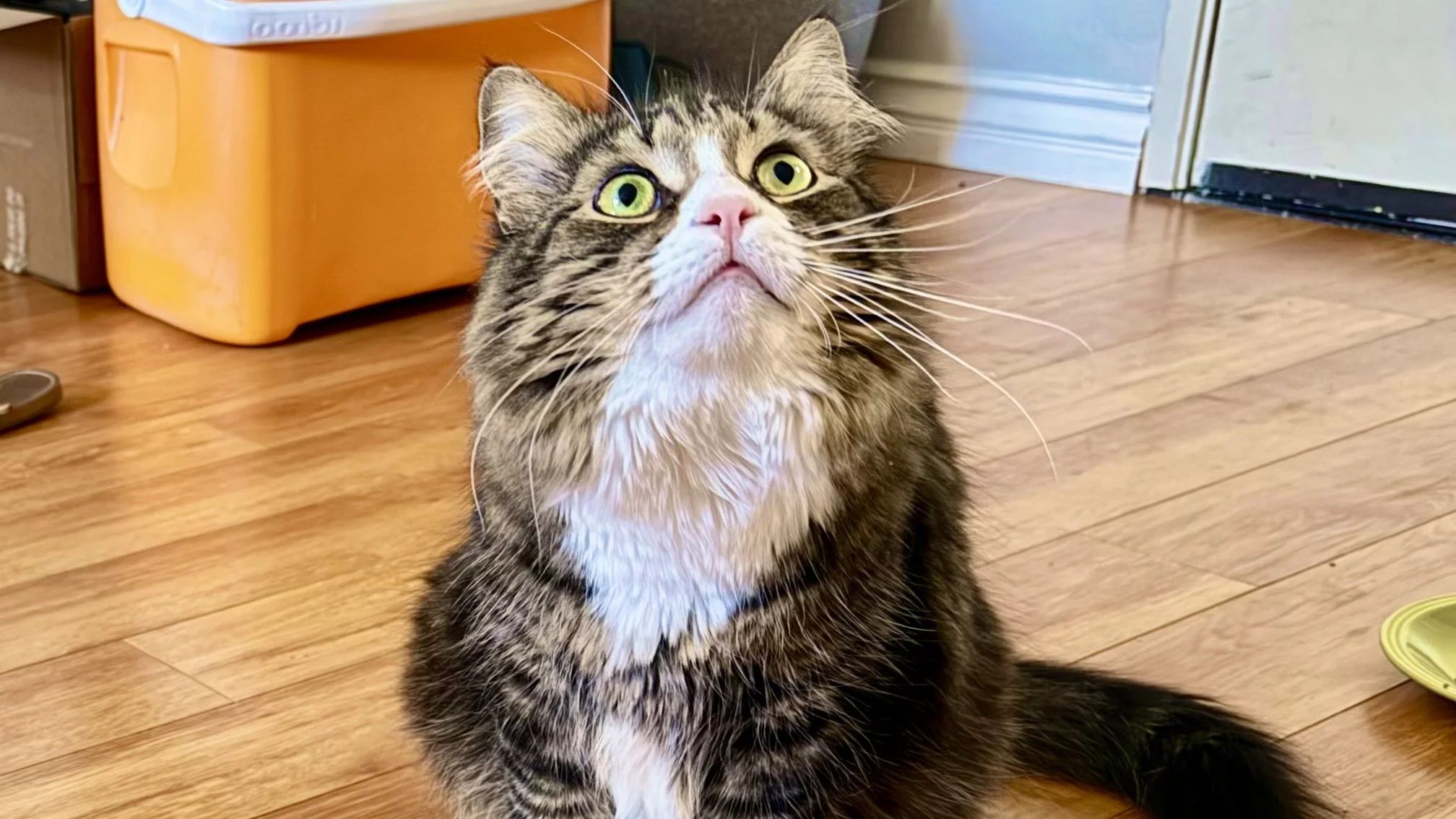 A long-haired tabby cat with green eyes looking upward, sitting on a wooden floor indoors.