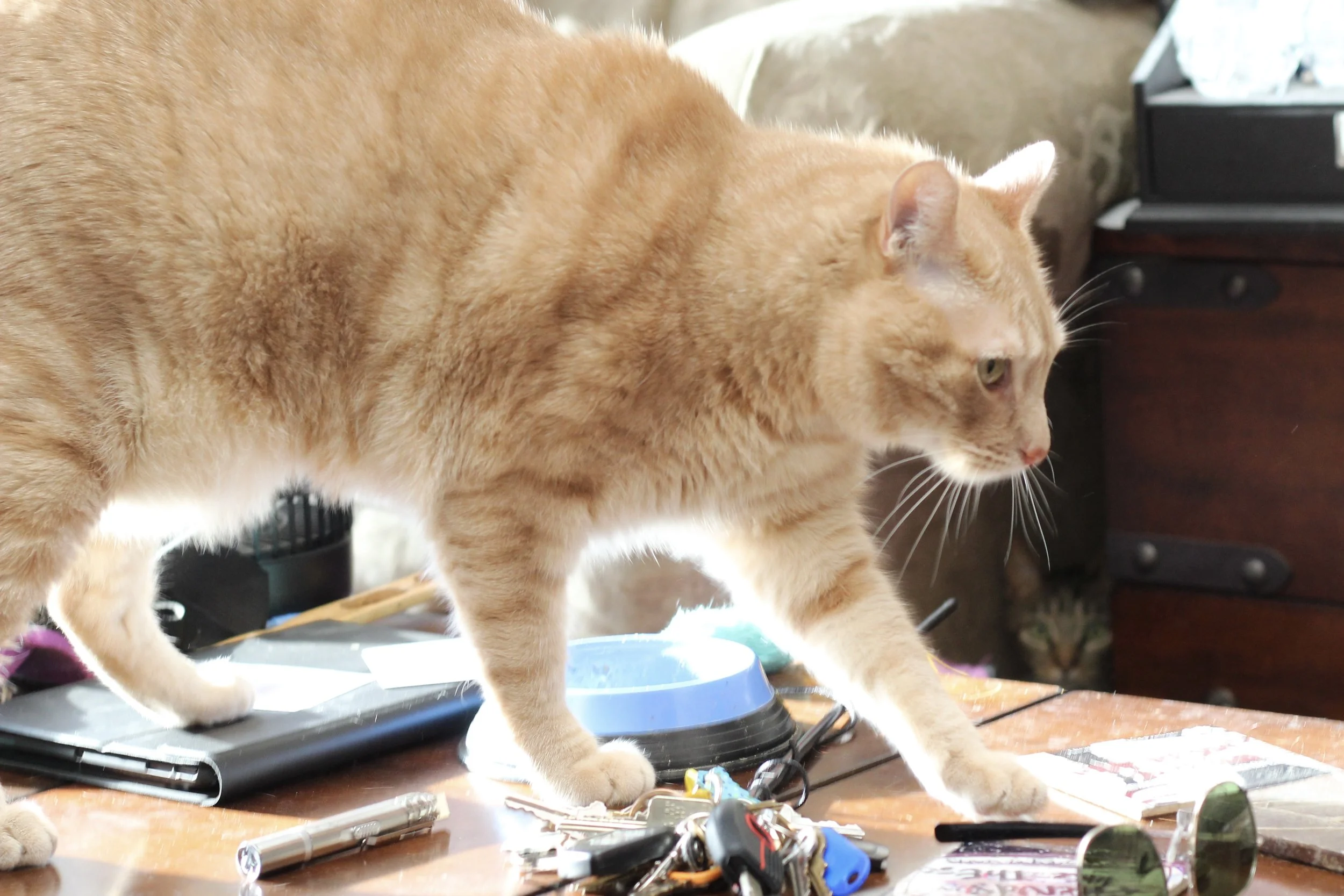 Orange tabby cat walking on a cluttered table with keys, a pen, sunglasses, and papers, in a room with a wooden dresser in the background.