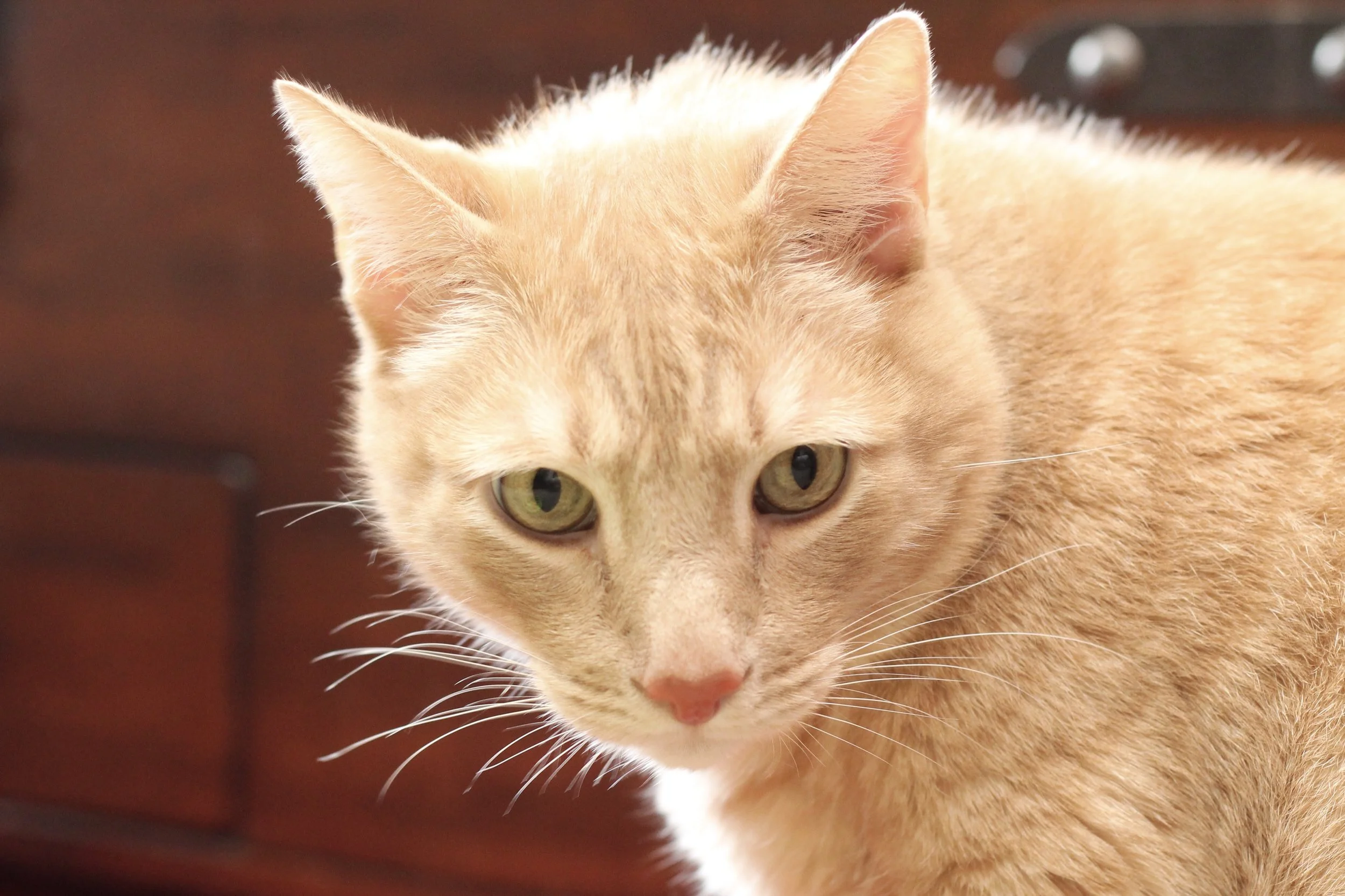 Close-up of a ginger cat with green eyes and pink nose, looking at the camera.