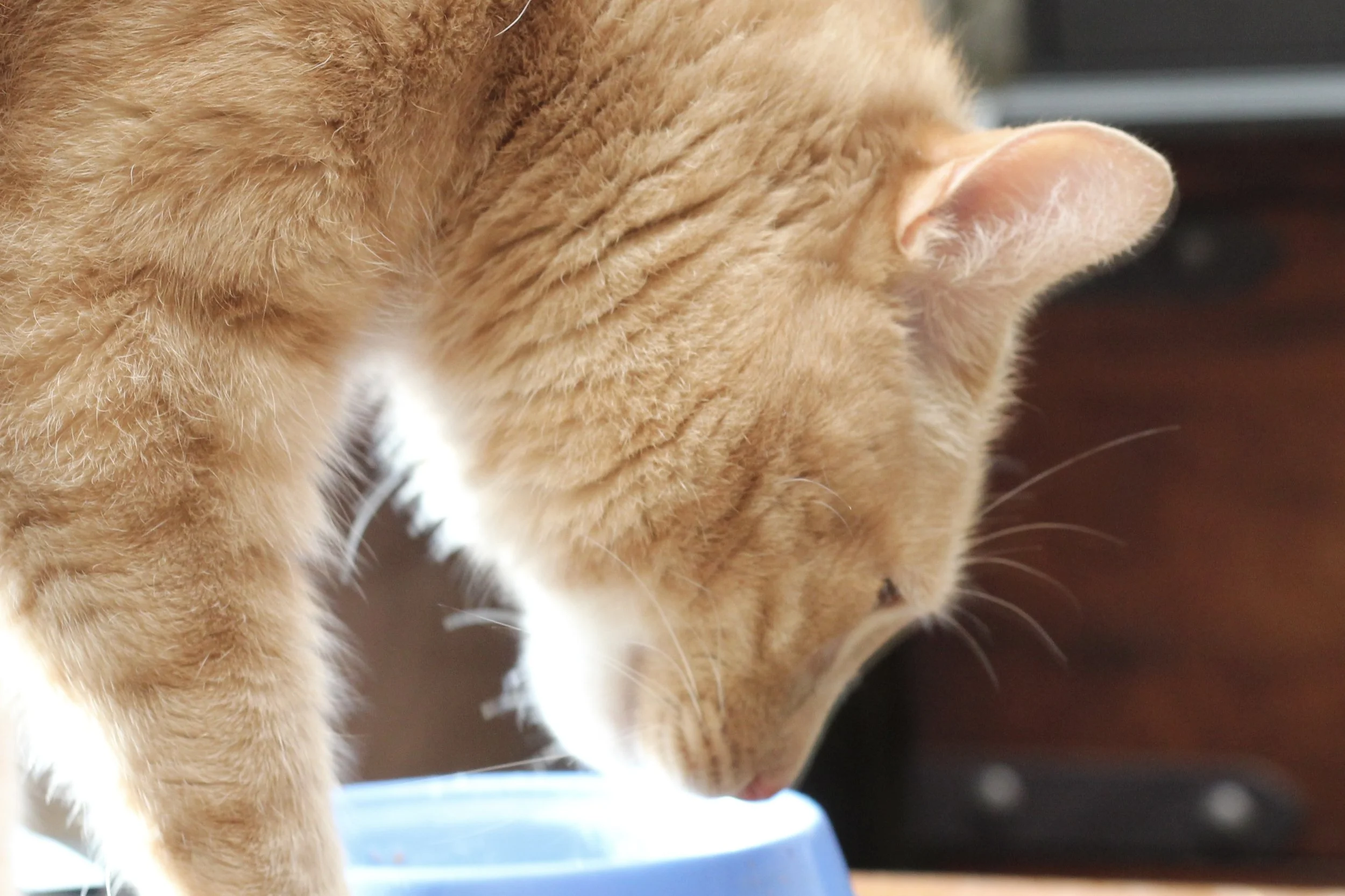 Close-up of an orange tabby cat drinking from a blue bowl.