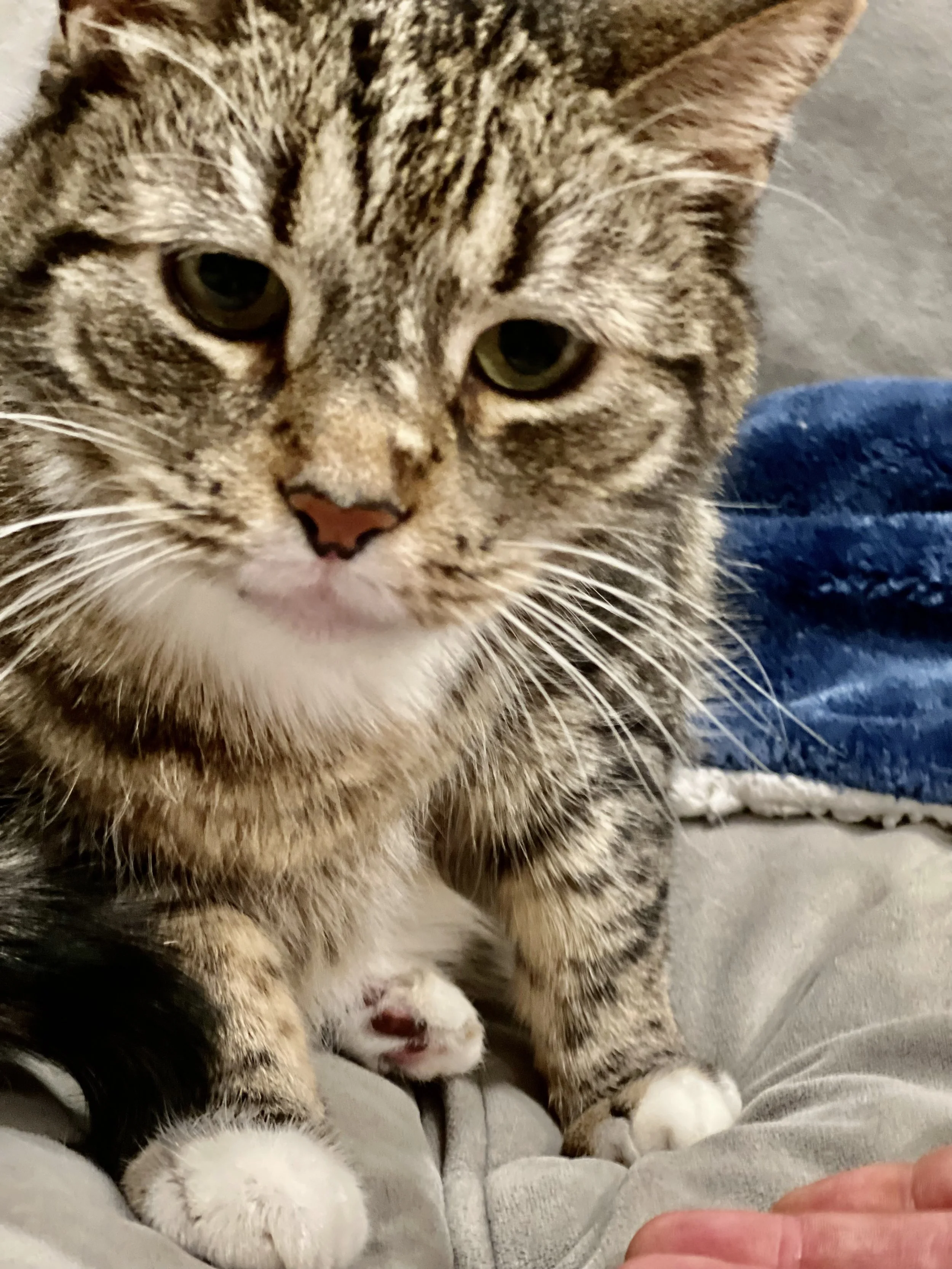 Close-up of a tabby cat with green eyes and white paws, sitting on a gray surface with a blue blanket in the background.