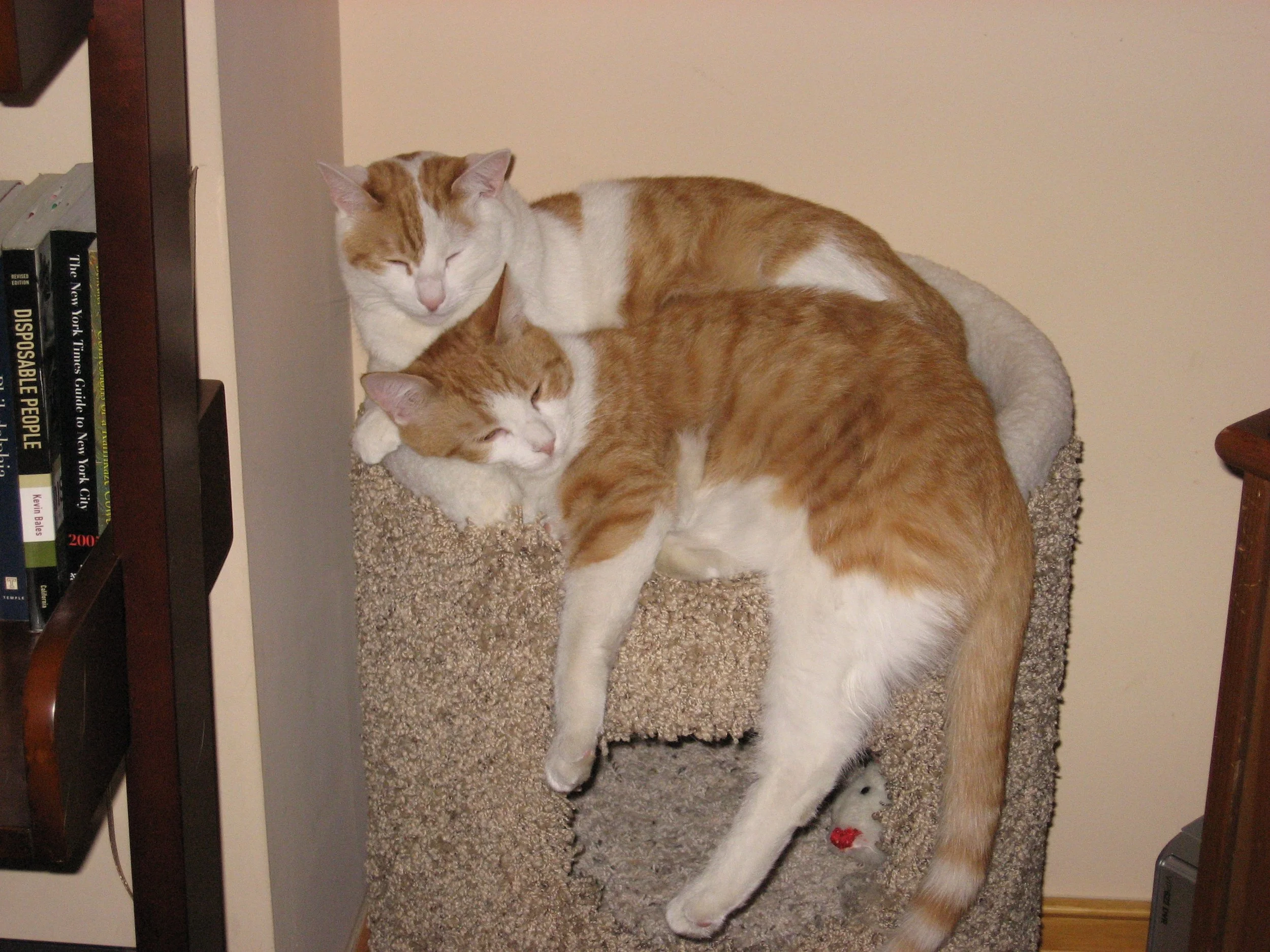 Two orange and white cats cuddling on a beige cat tree, with a bookshelf on the left and a plain wall in the background.