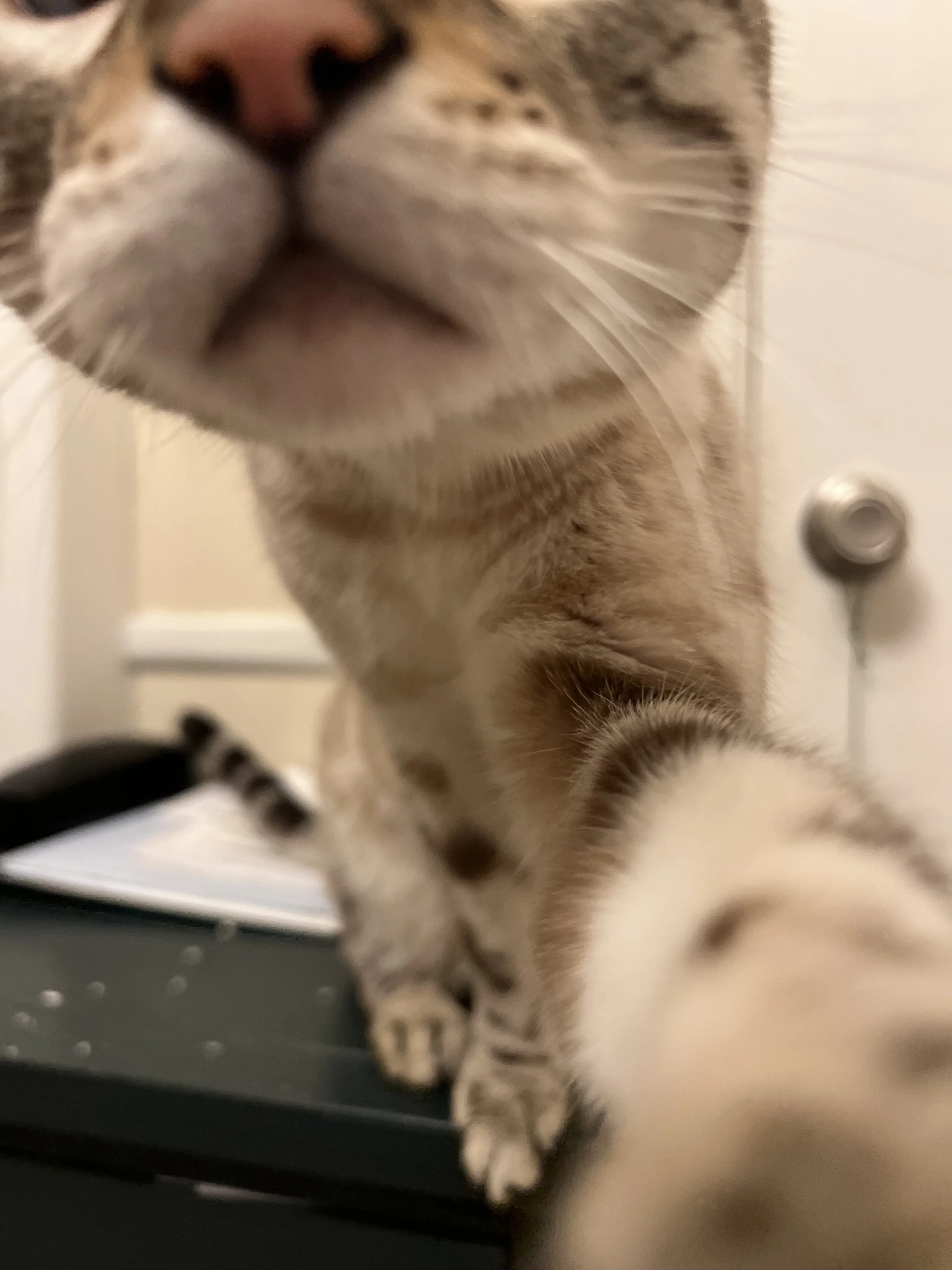 Close-up of a tabby cat reaching out with its paw toward the camera, showing its face and nose prominently, with a blurred background of a door and a black object.