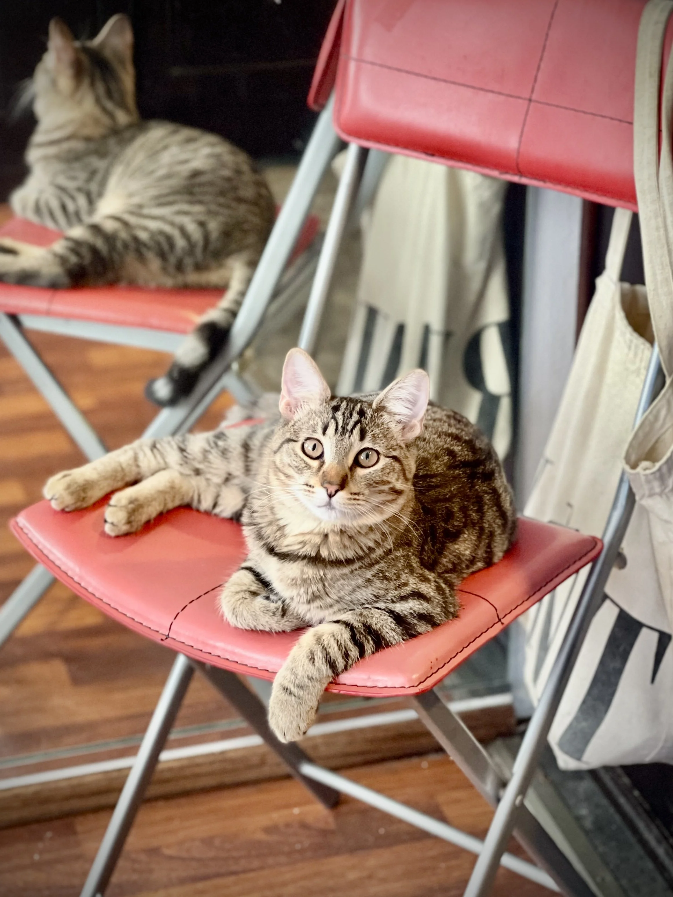 Two tabby cats sitting on red folding chairs, one in the foreground looking at the camera and one in the background facing away, with a wooden floor and curtains behind them.