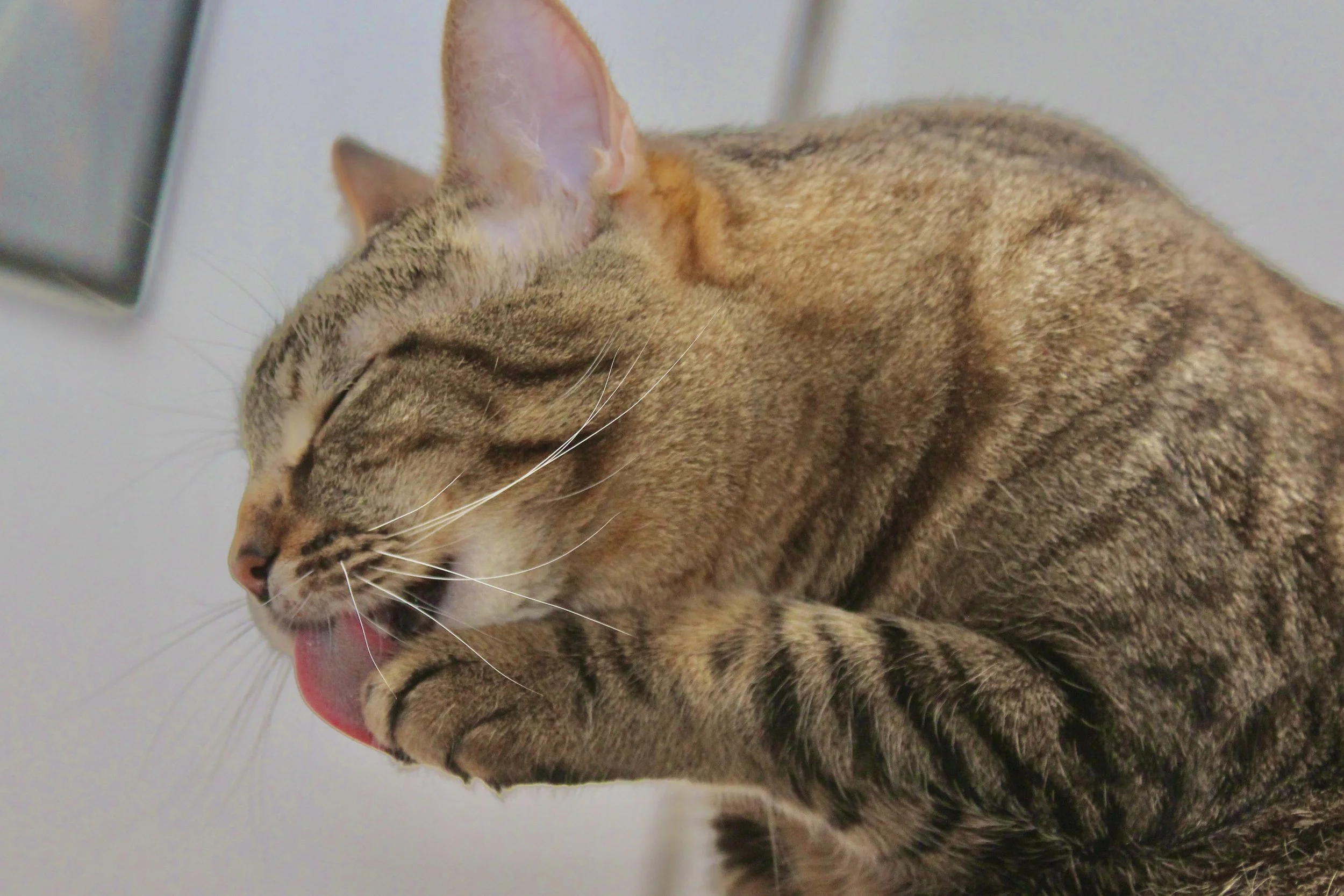 A tabby cat licking its paw with its eyes closed, sitting on a surface near a white wall.