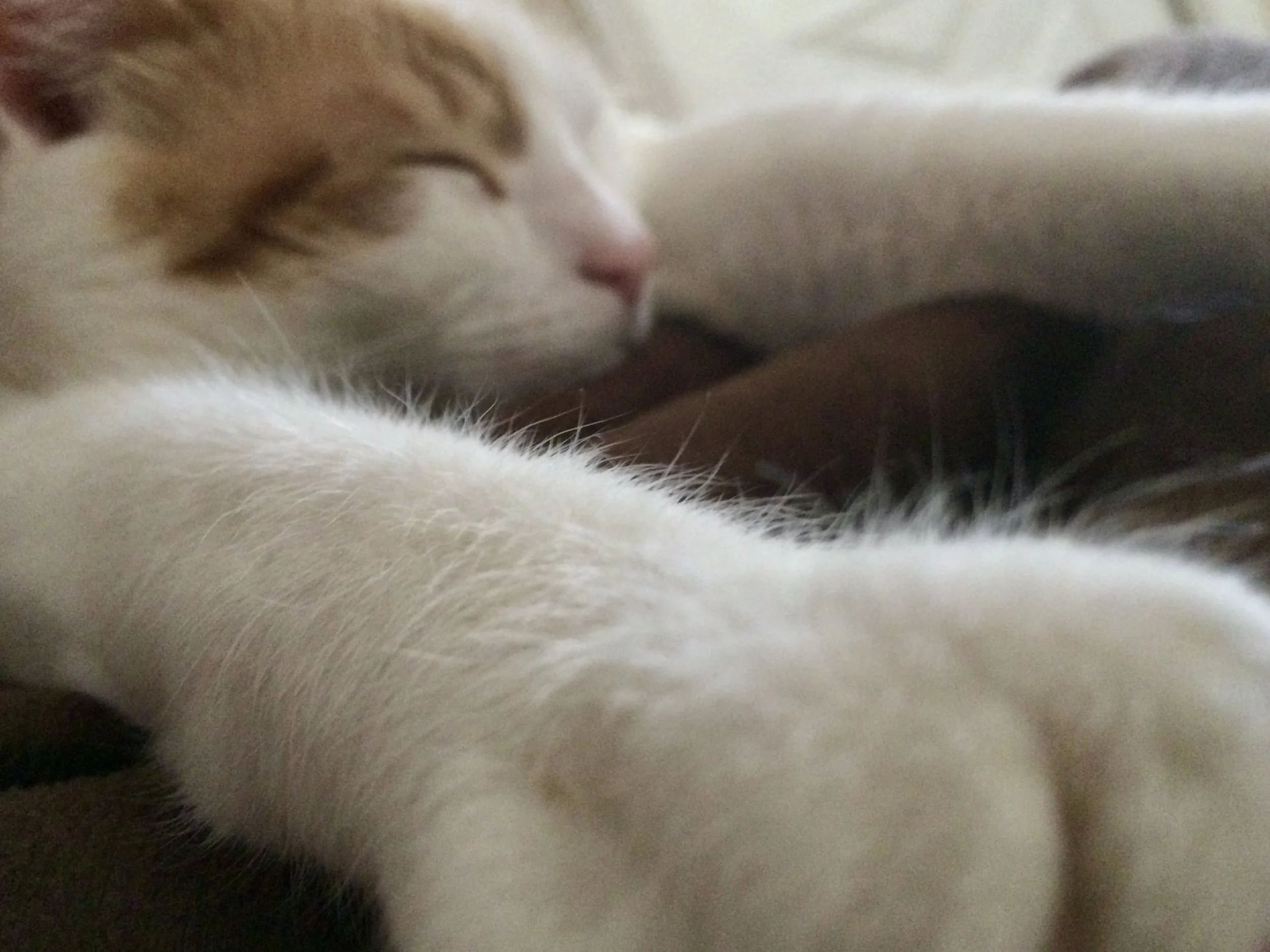 Close-up of a sleeping cat with orange and white fur, lying on a soft surface.