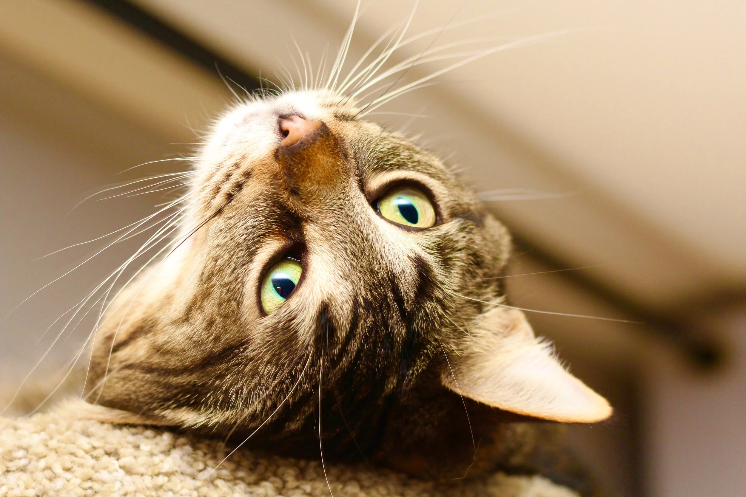 Close-up of a tabby cat lying on carpet, looking up with green eyes, showing its face and whiskers.