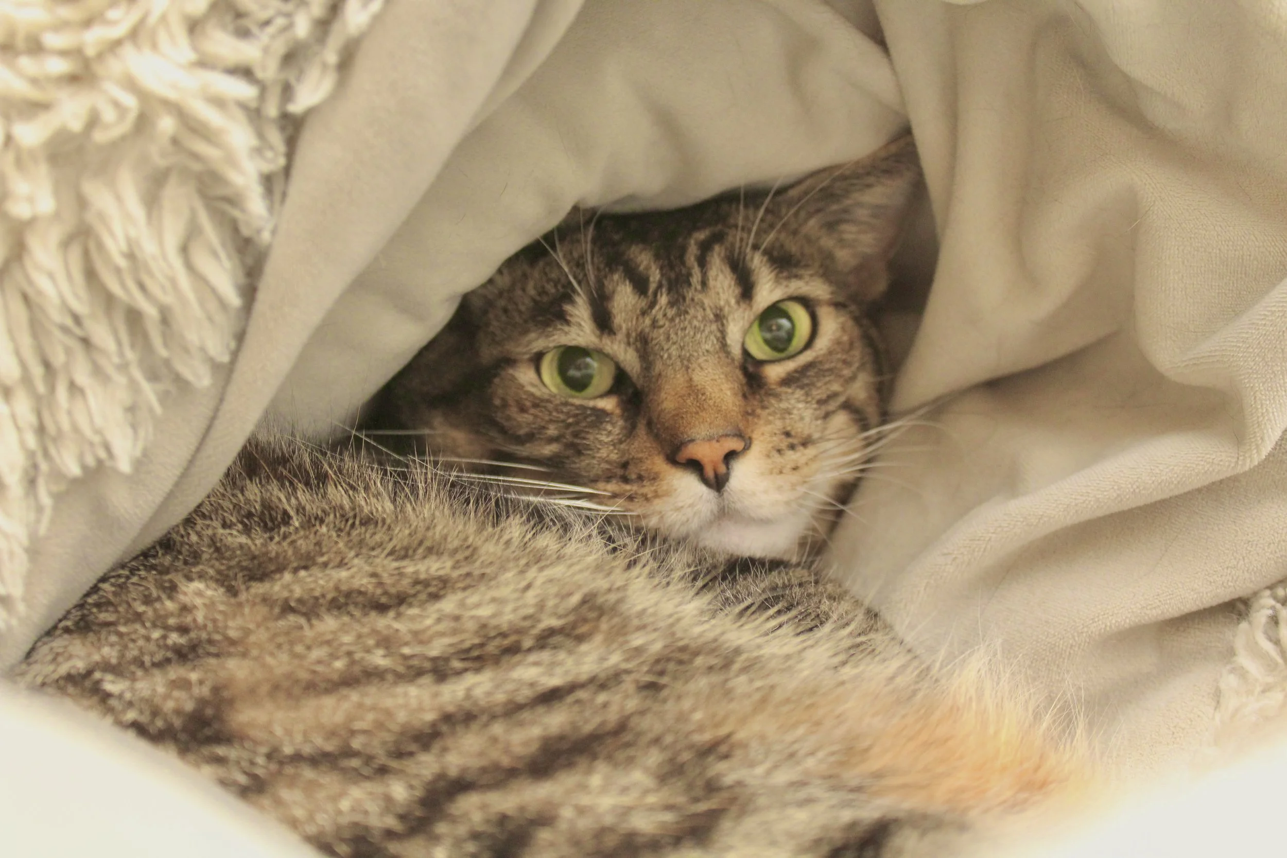 A tabby cat with green eyes lying under a beige blanket and looking directly at the camera.