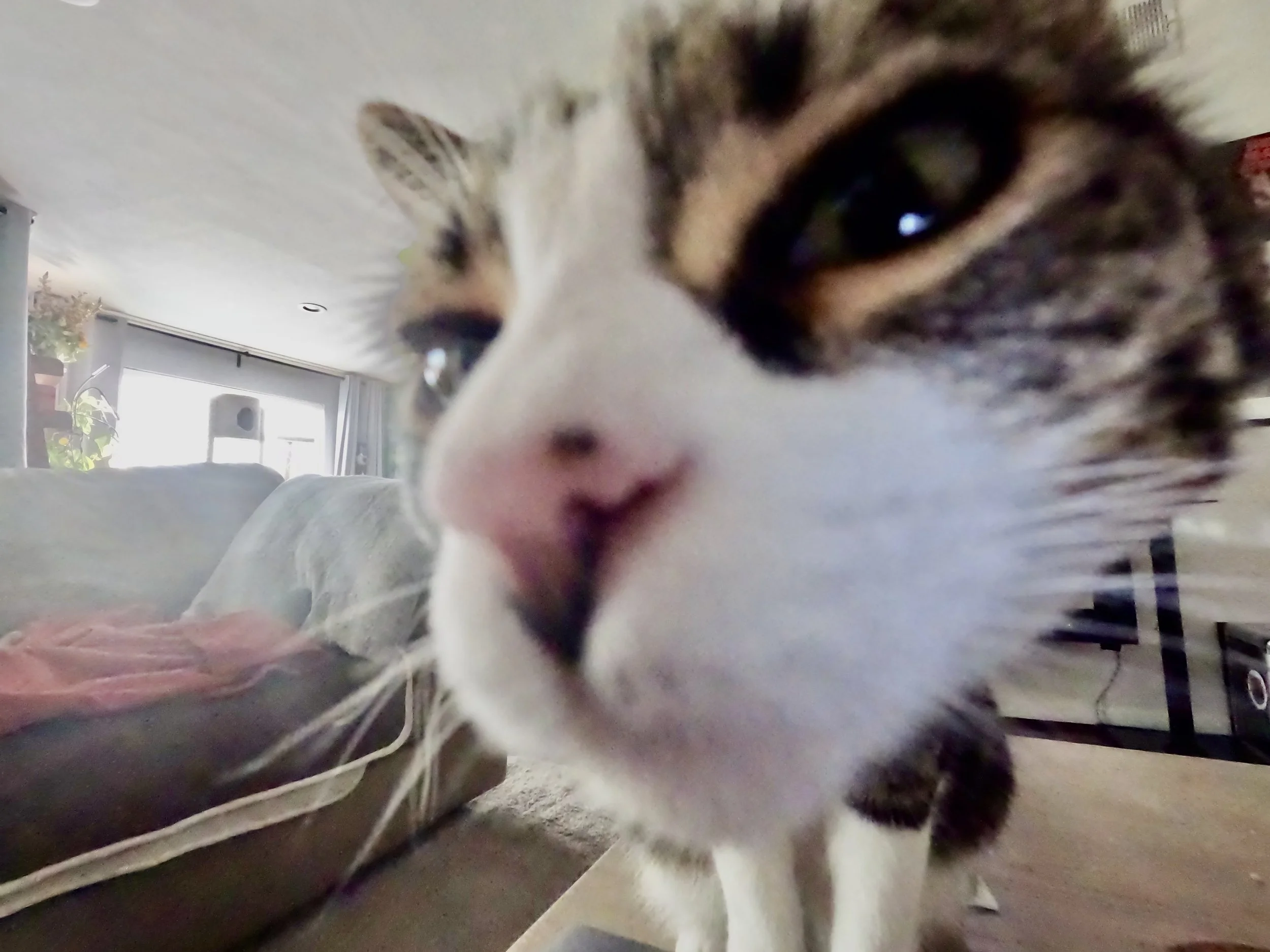 Close-up of a tabby and white cat's face, nose and eyes, looking into the camera, interior of a living room with couch, plants, and window in background.