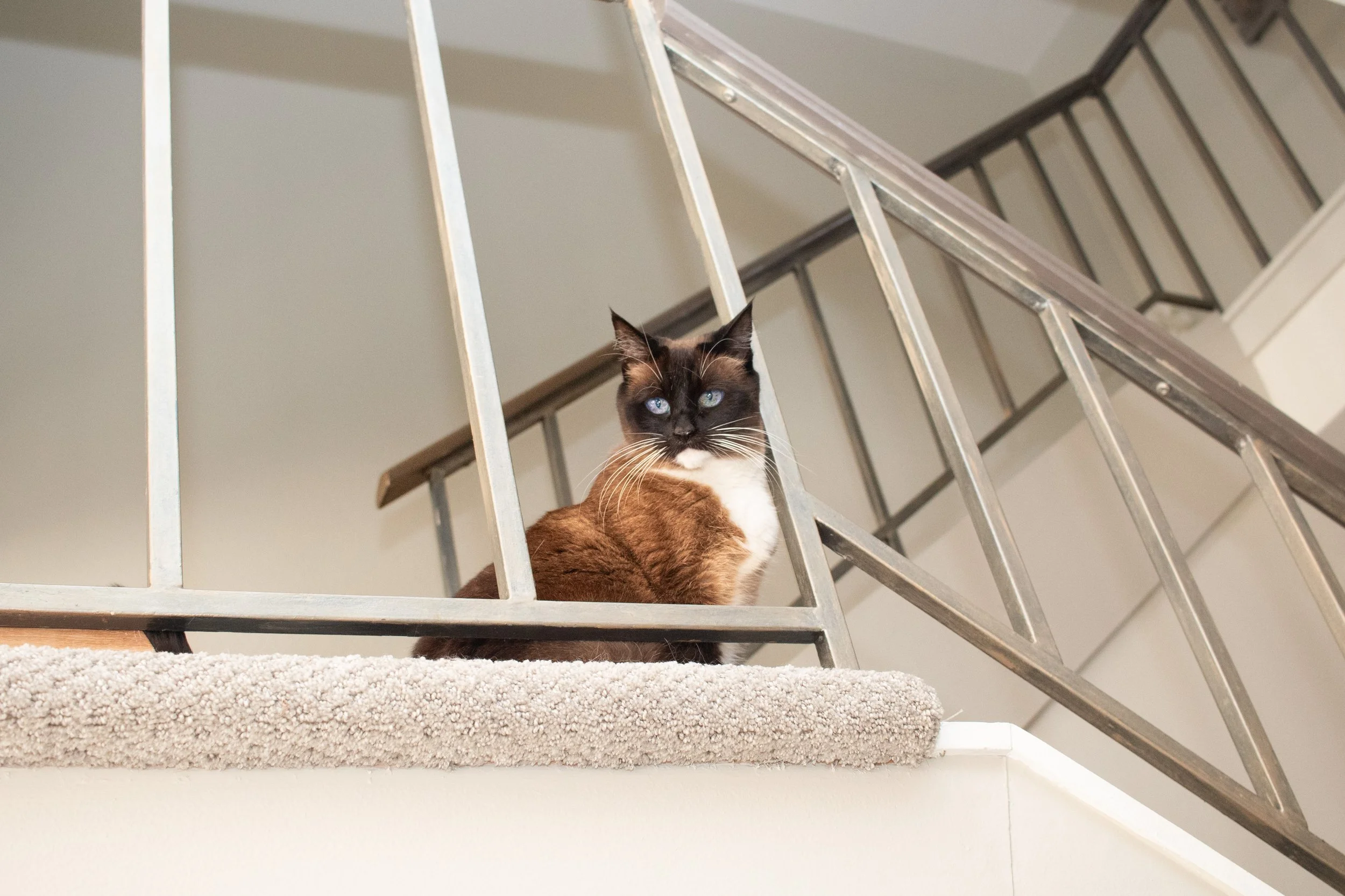 A Siamese cat with blue eyes sitting on a carpeted surface near a staircase with metal railings.