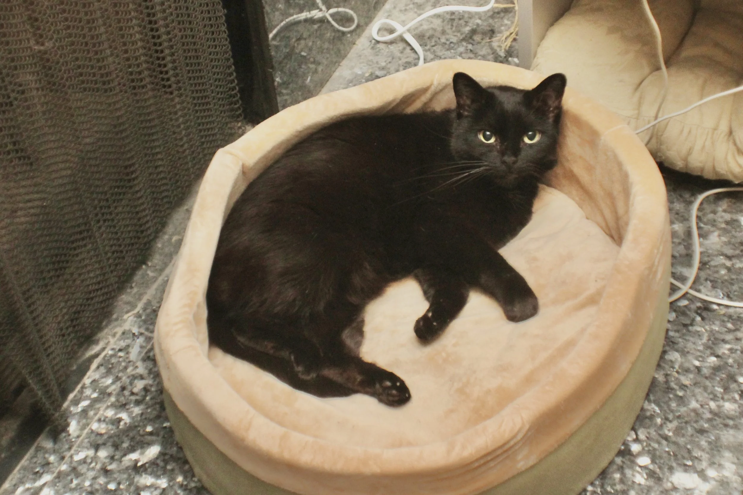 A black cat lying in a beige, oval-shaped pet bed on a speckled gray floor, with part of a black mesh object and some cords nearby.