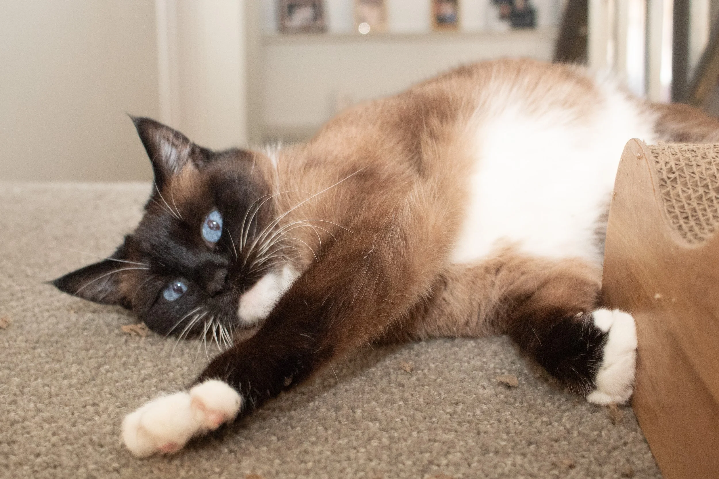 A Siamese cat lying on a carpeted surface, with blue eyes and brown and white fur.