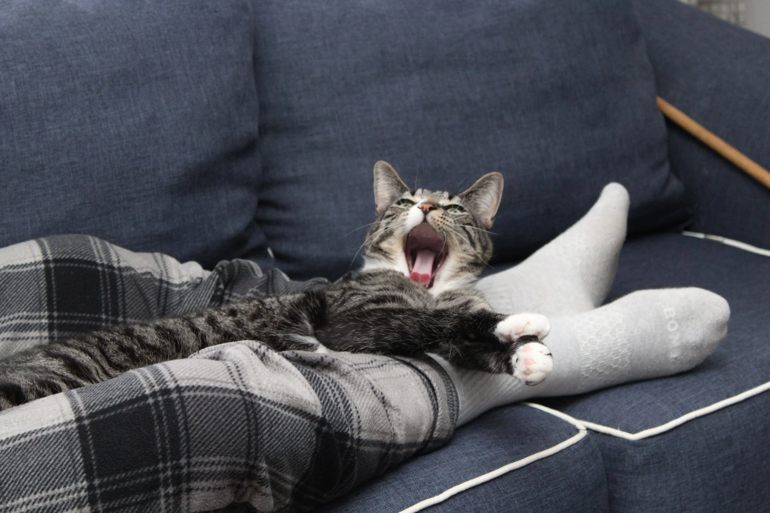 A person lying on a dark blue couch with a gray plaid blanket, accompanied by a gray tabby cat laying on its back, yawning wide with eyes half-closed and mouth open, wearing a white sock on one paw.