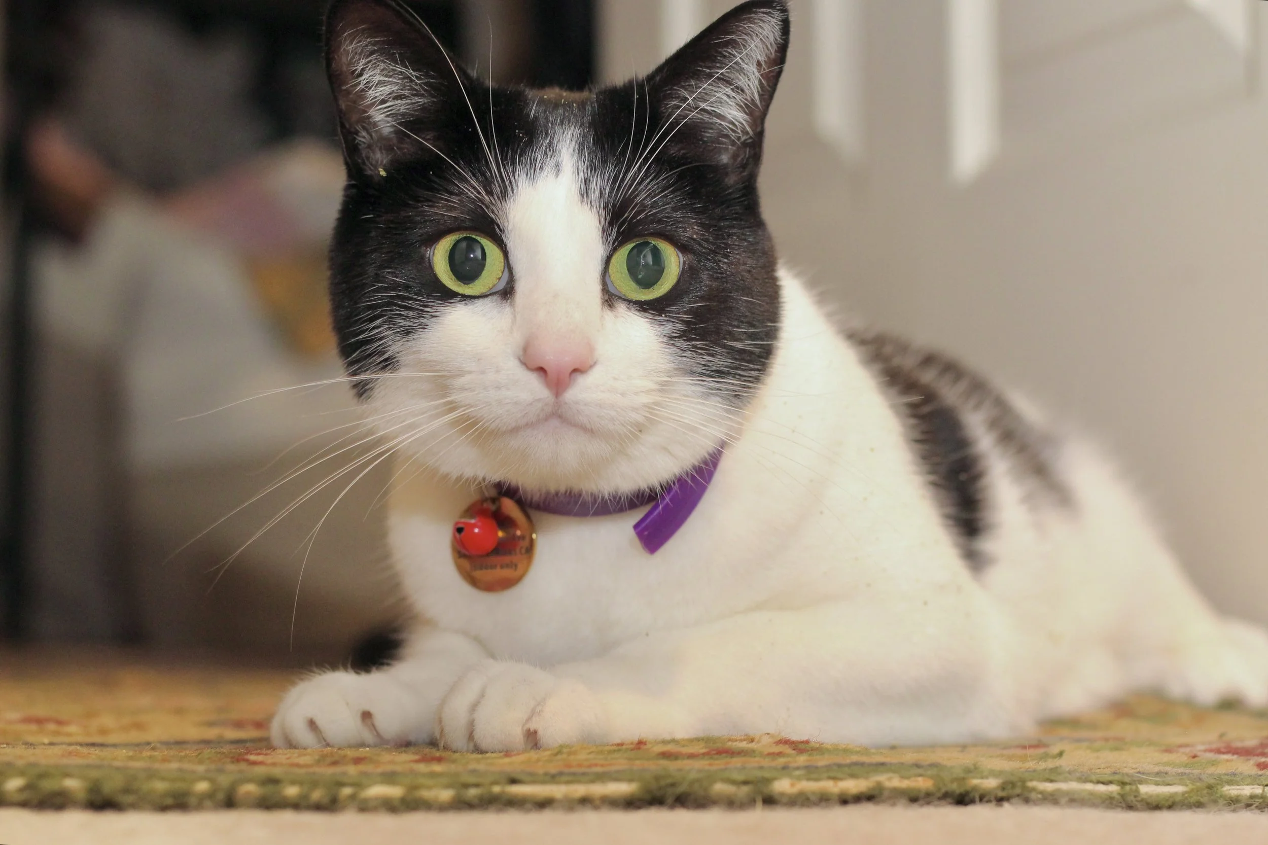 Close-up of a black and white cat with green eyes, pink nose, purple collar, and a red bell, lying on a multicolored rug.