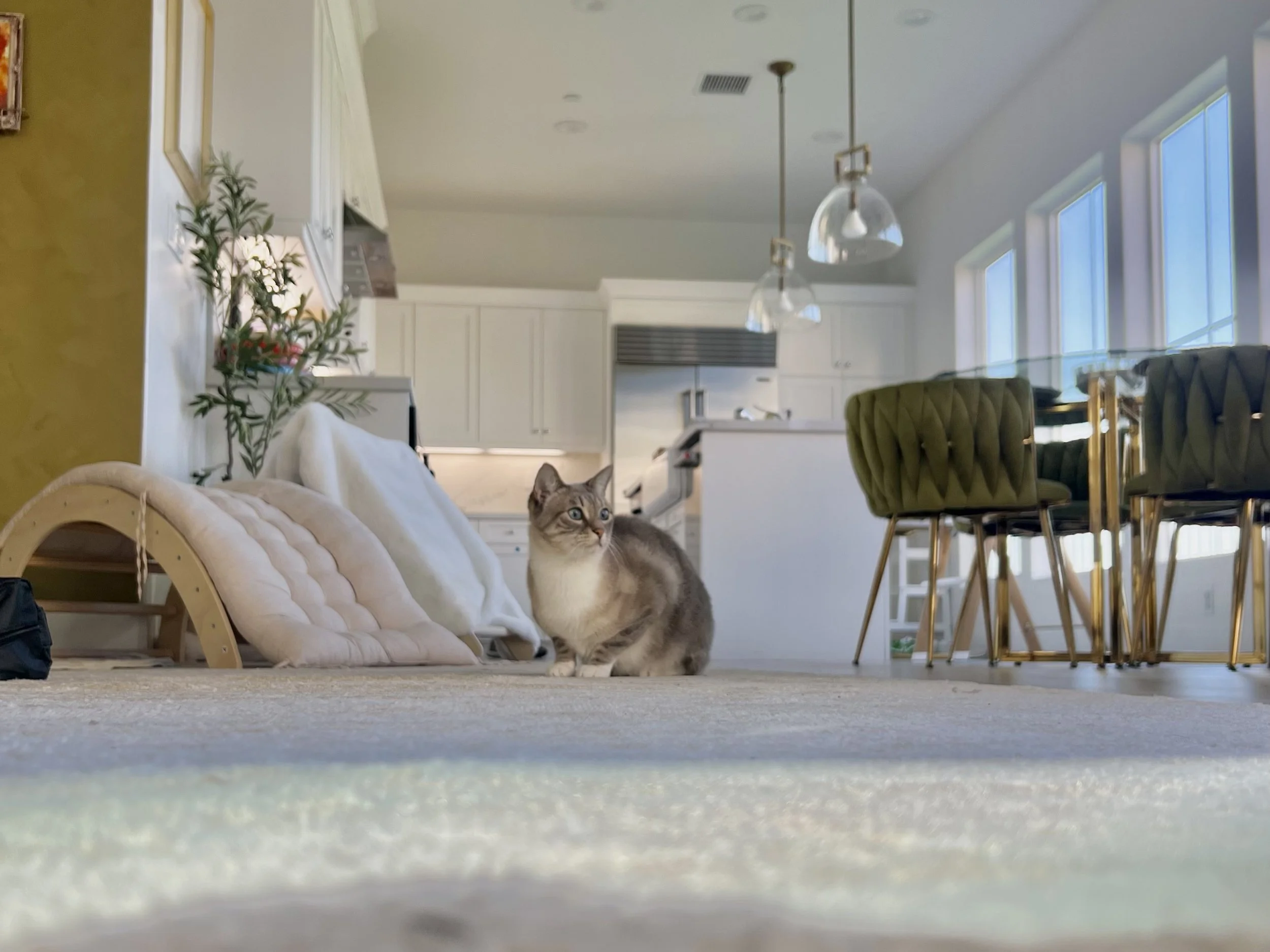 A cat sitting on a carpeted floor in a modern open-concept kitchen and dining area, with green chairs with gold legs and white cabinetry in the background.