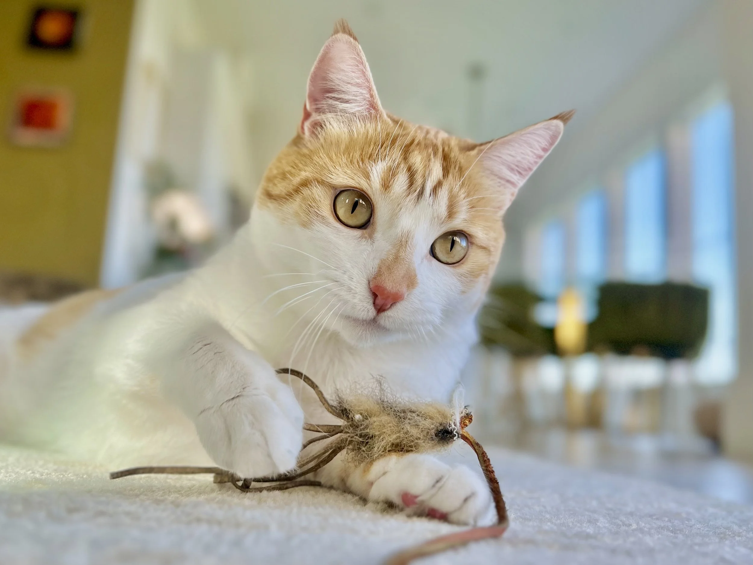 A close-up of an orange and white cat lying on a surface, holding a fuzzy toy with a string, in a brightly lit room with large windows.