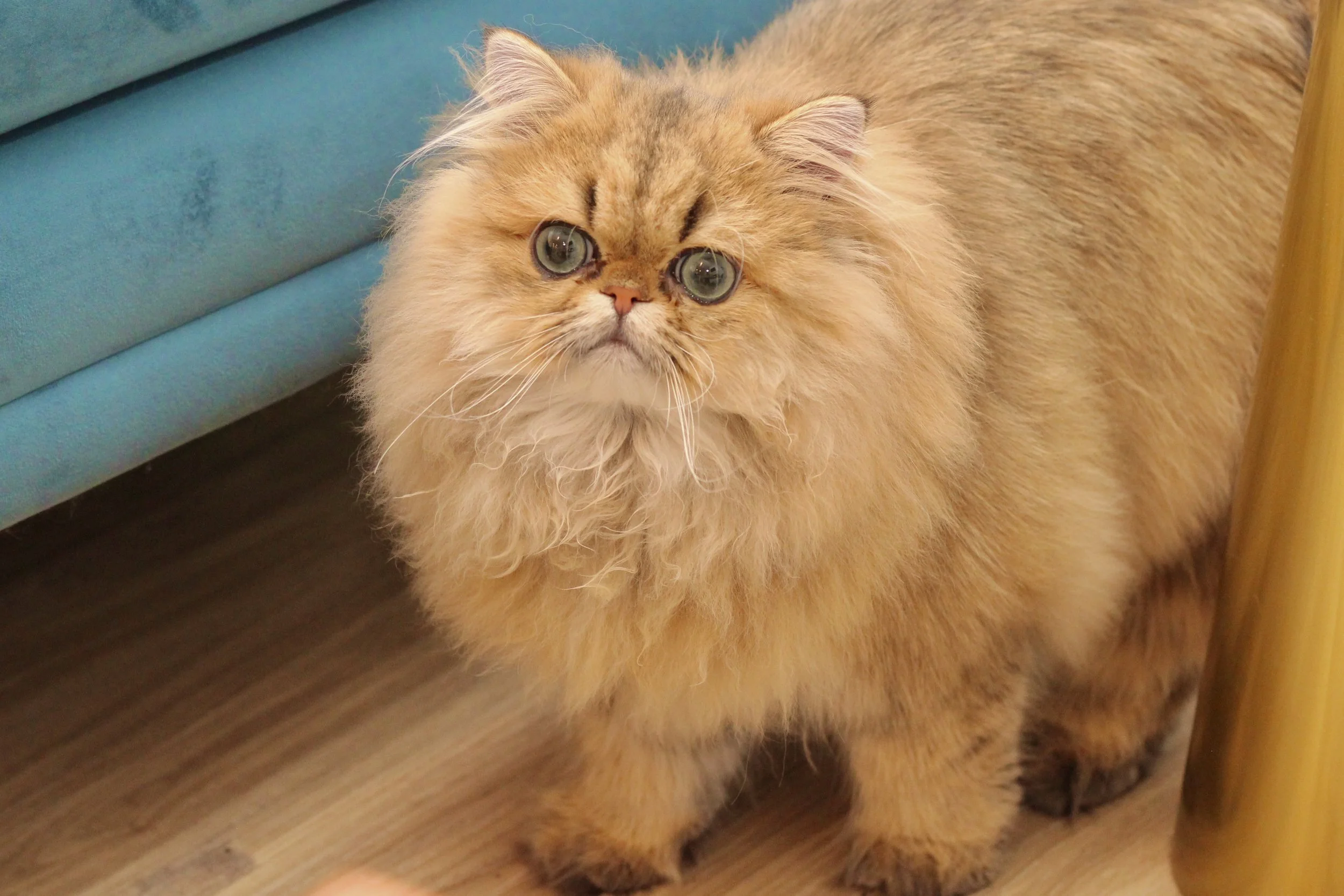 A fluffy, golden-colored Persian cat with large green eyes and a flat face, standing on a wooden floor indoors.