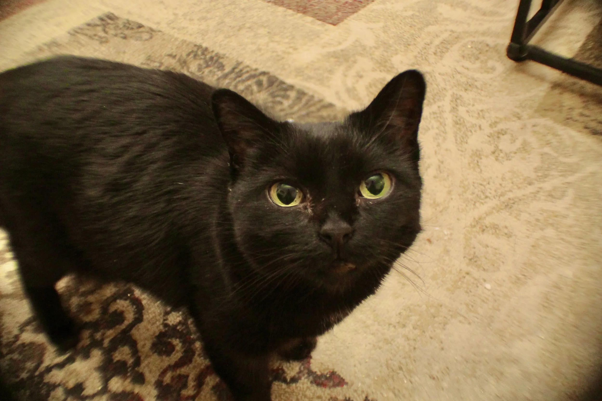 A black cat with green eyes looking up on a beige patterned rug.