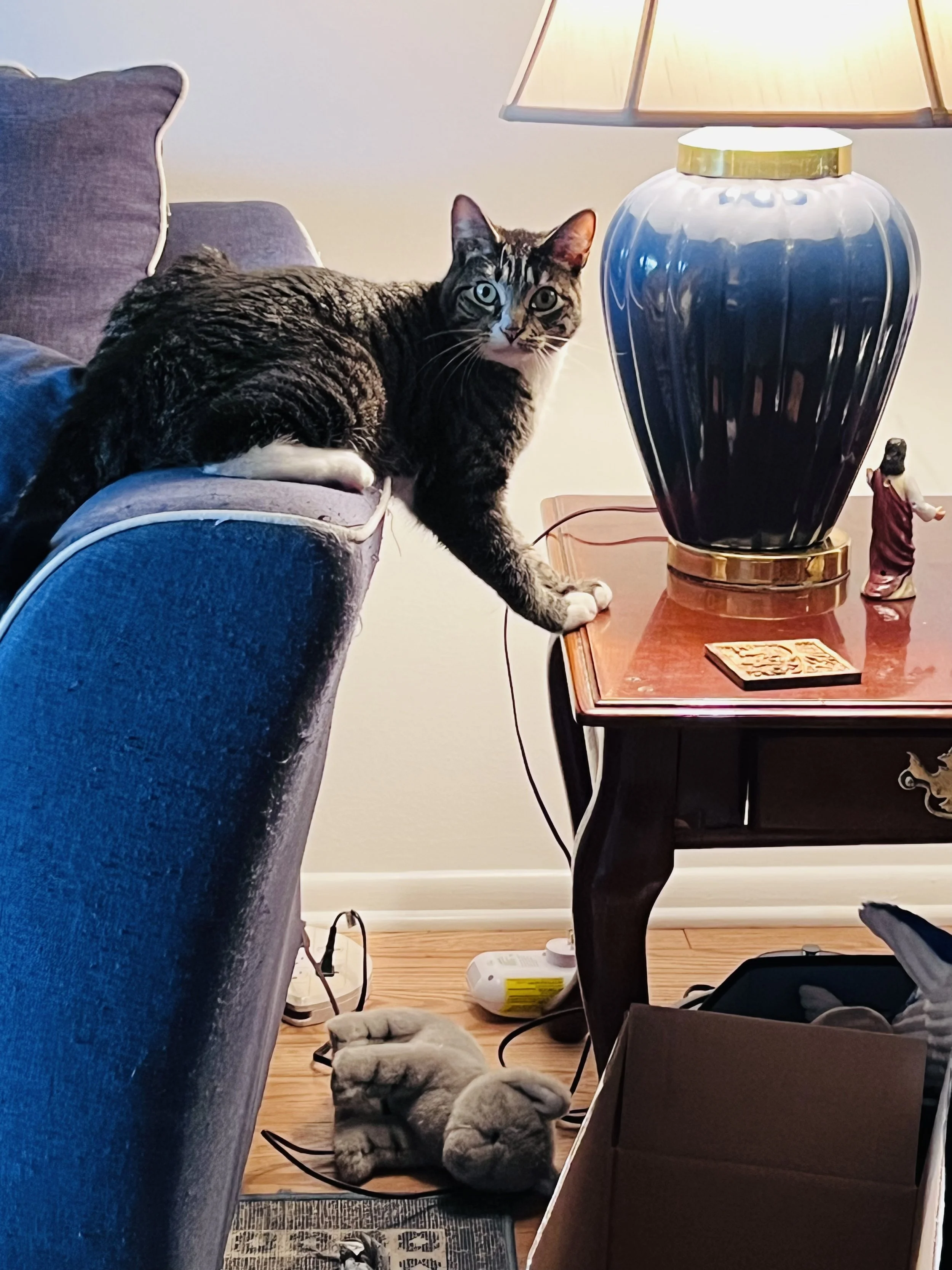 A tabby cat with white paws and green eyes is perched on the armrest of a blue couch, looking at the camera. There is a large blue ceramic lamp on a wooden table beside the cat. On the floor, there is a small stuffed animal and a tangled pair of earp