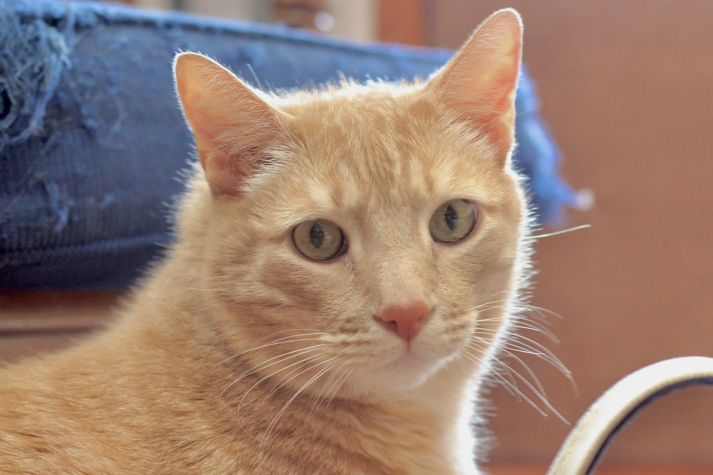Close-up of an orange tabby cat with greenish eyes, sitting indoors near a piece of furniture.