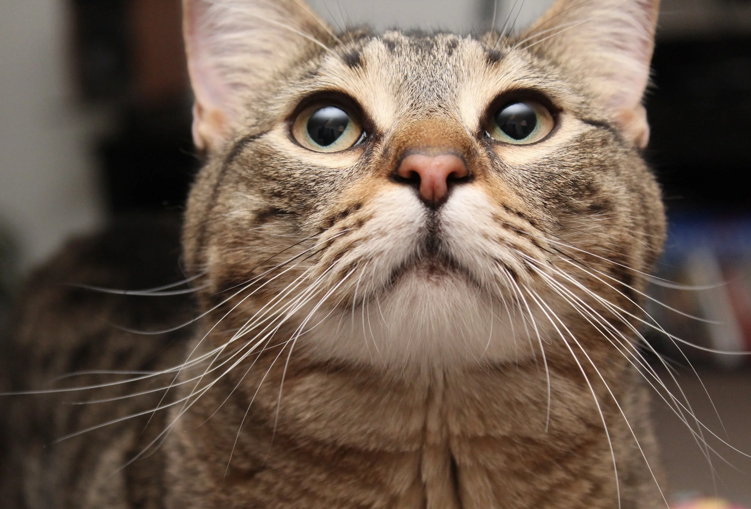 Close-up of a tabby cat's face with wide, greenish eyes and pink nose.