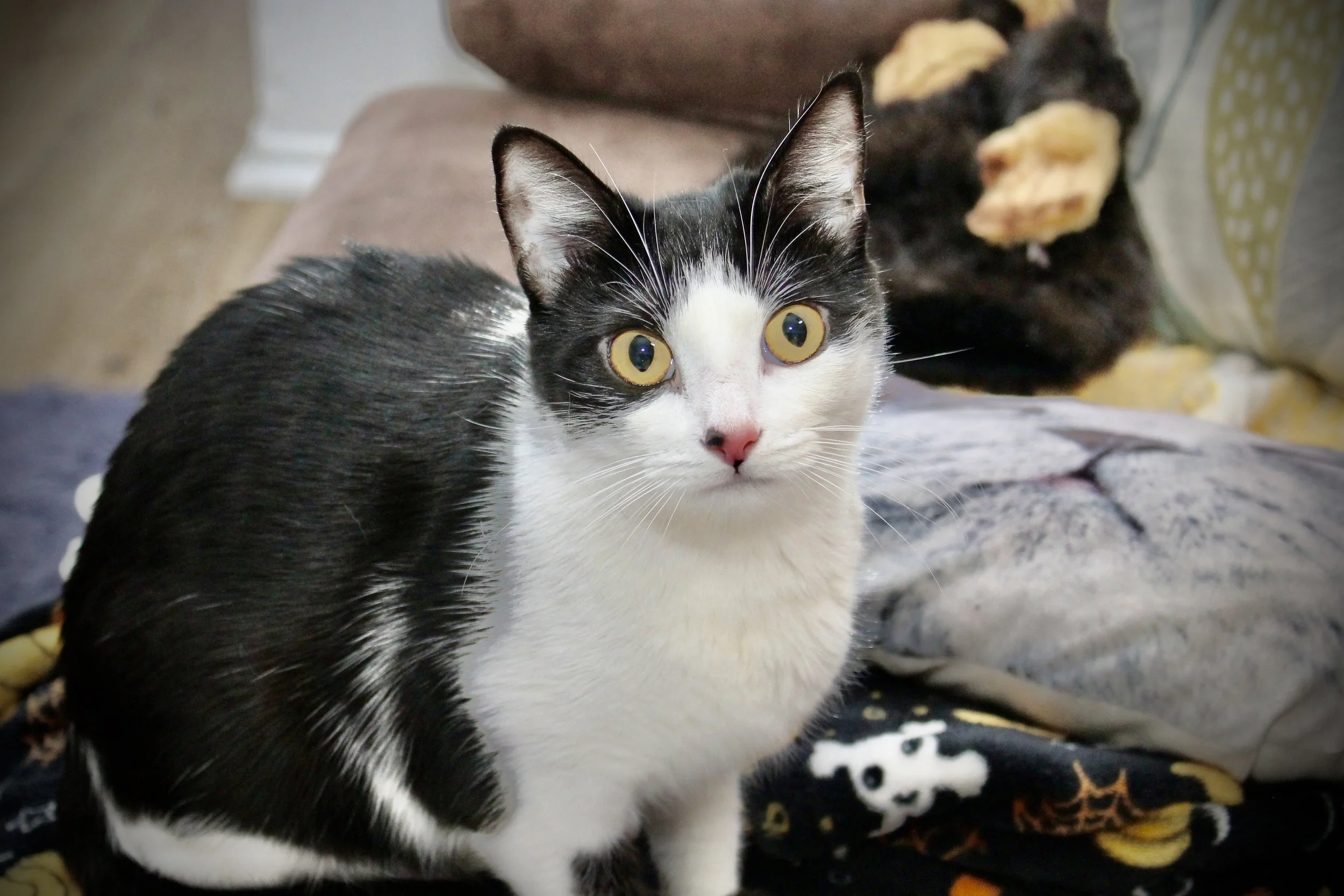Black and white cat with yellow eyes sitting on a blanket with Halloween-themed prints, with another black and orange cat lying in the background.