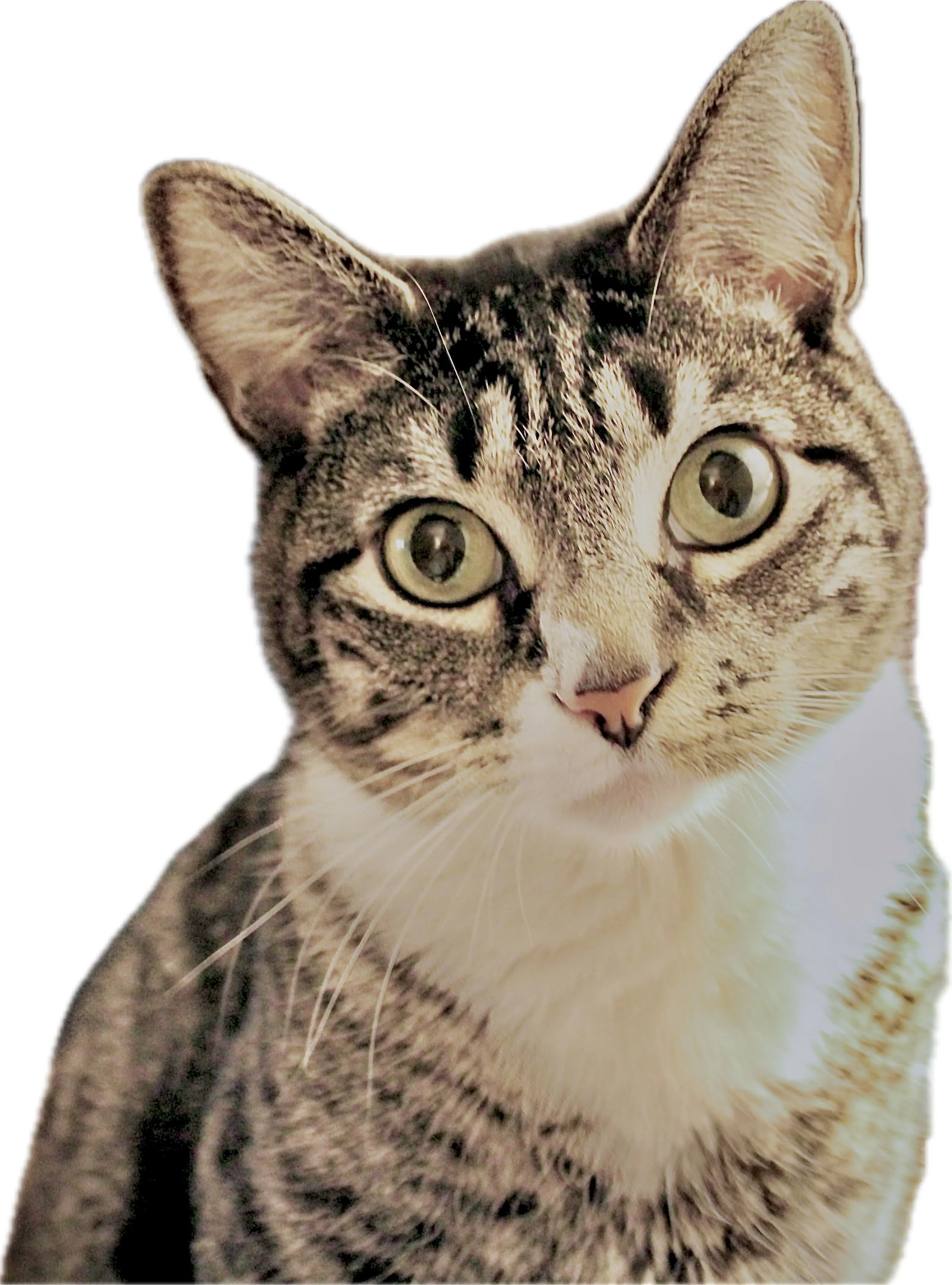 Close-up of a tabby cat with green eyes, pink nose, and striped fur, looking directly at the camera.