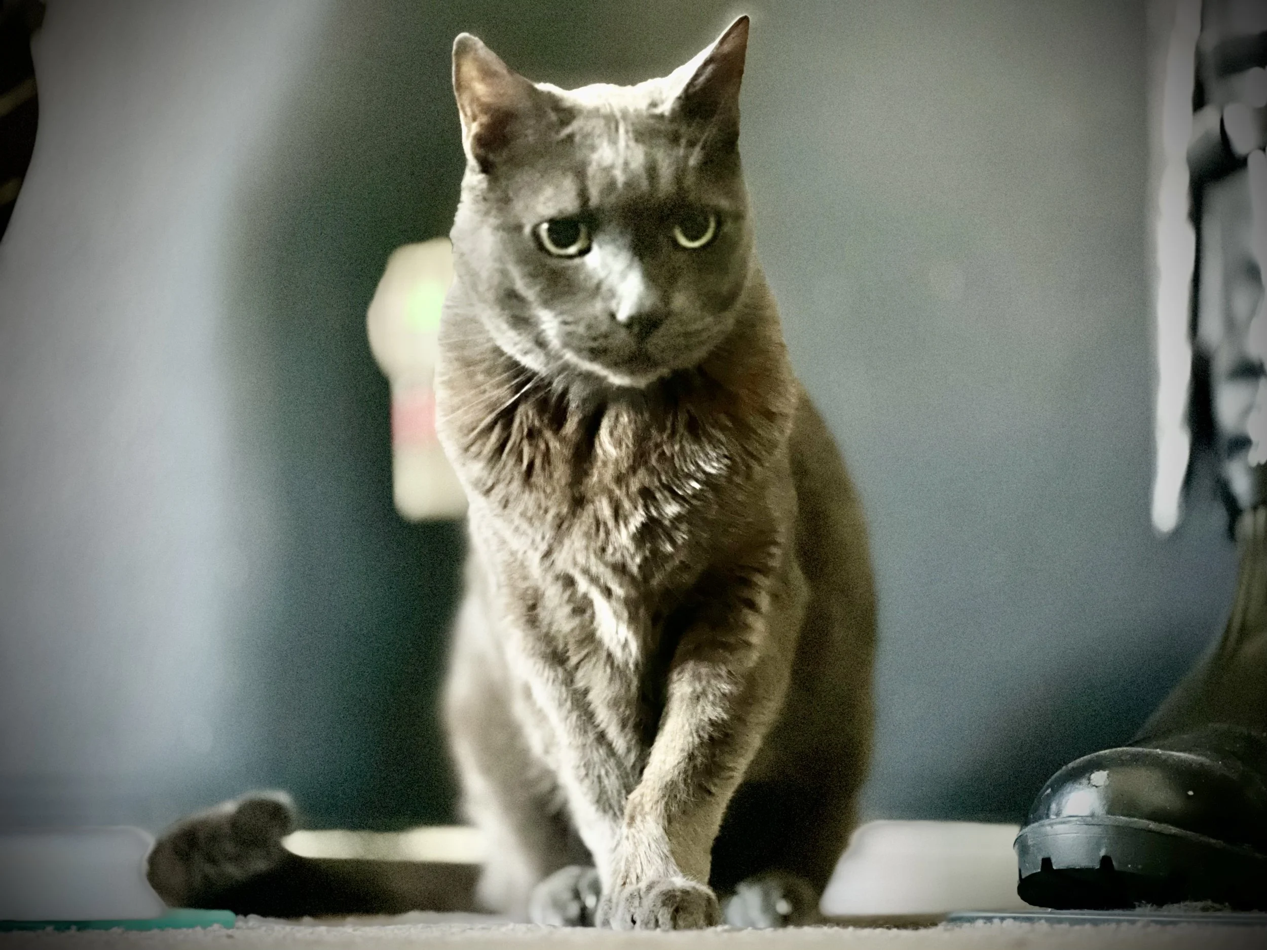 A brown tabby cat sitting on a carpeted floor next to a black boot, with a gray background.