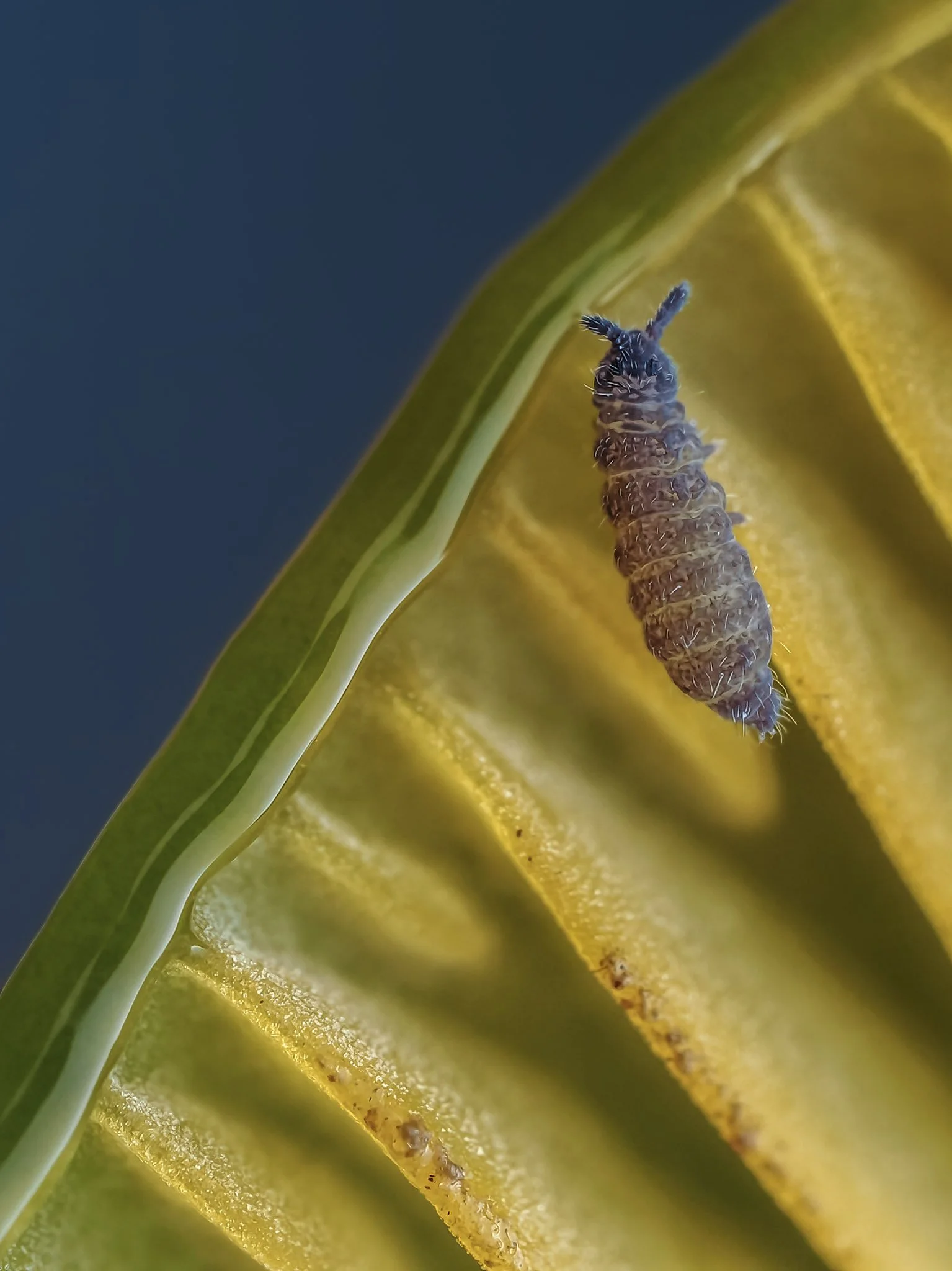 Close-up of a springtail on a yellow-green waxcap mushroom.