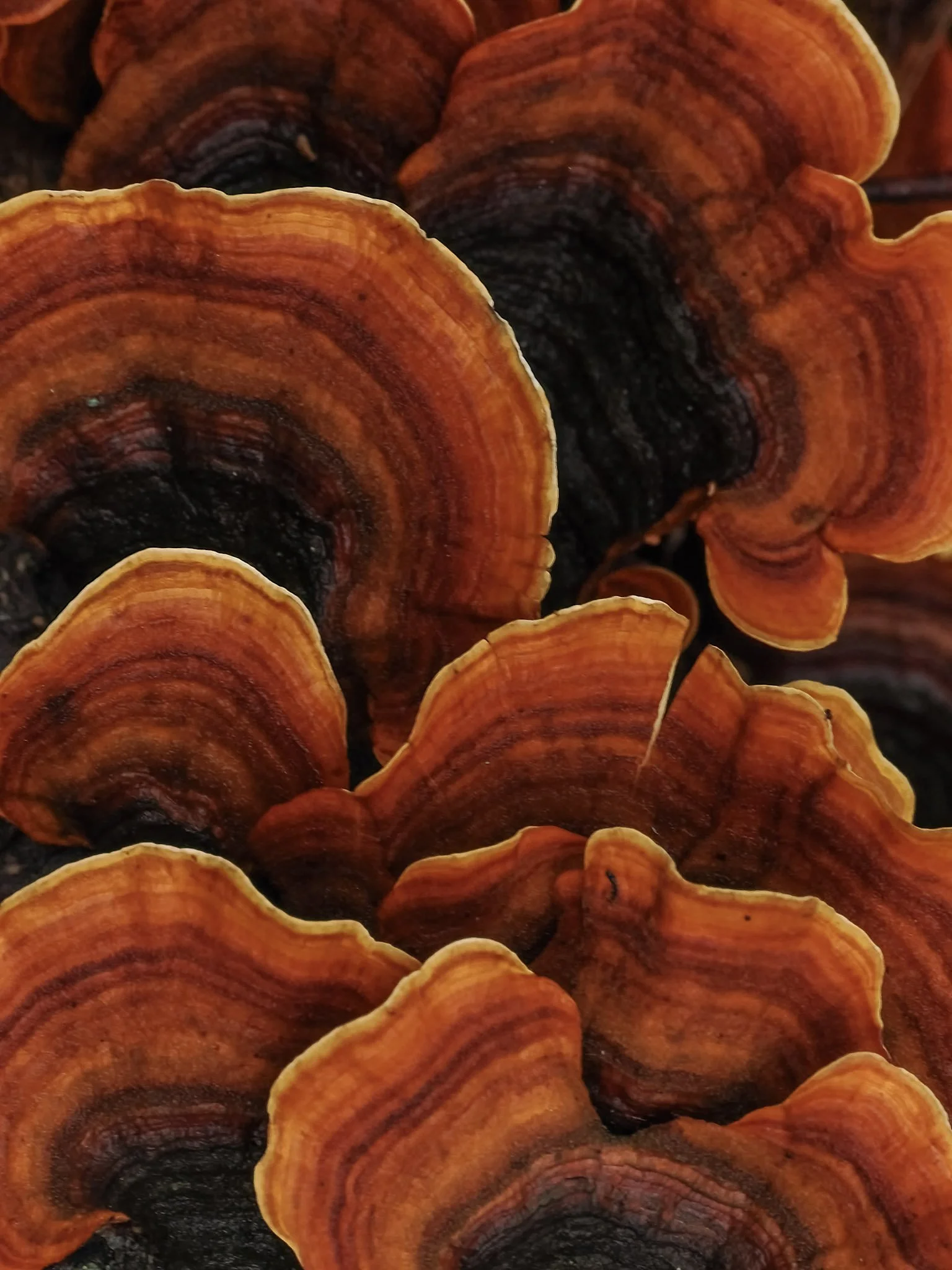 Close-up of orange, brown, and black mushrooms with a wavy, layered texture.