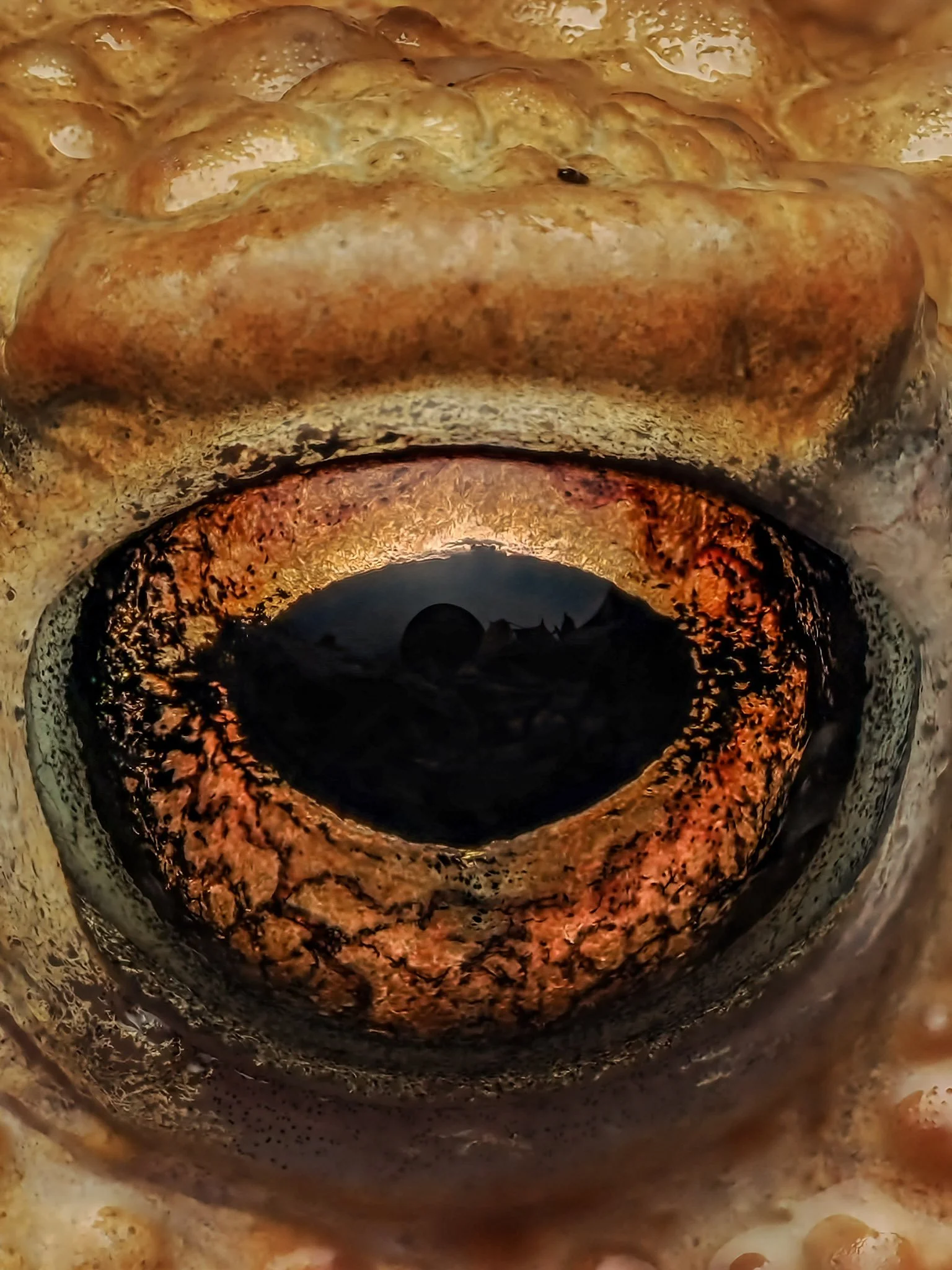 Close-up of a toad's eye showing detailed textured surface in shades of brown and black.