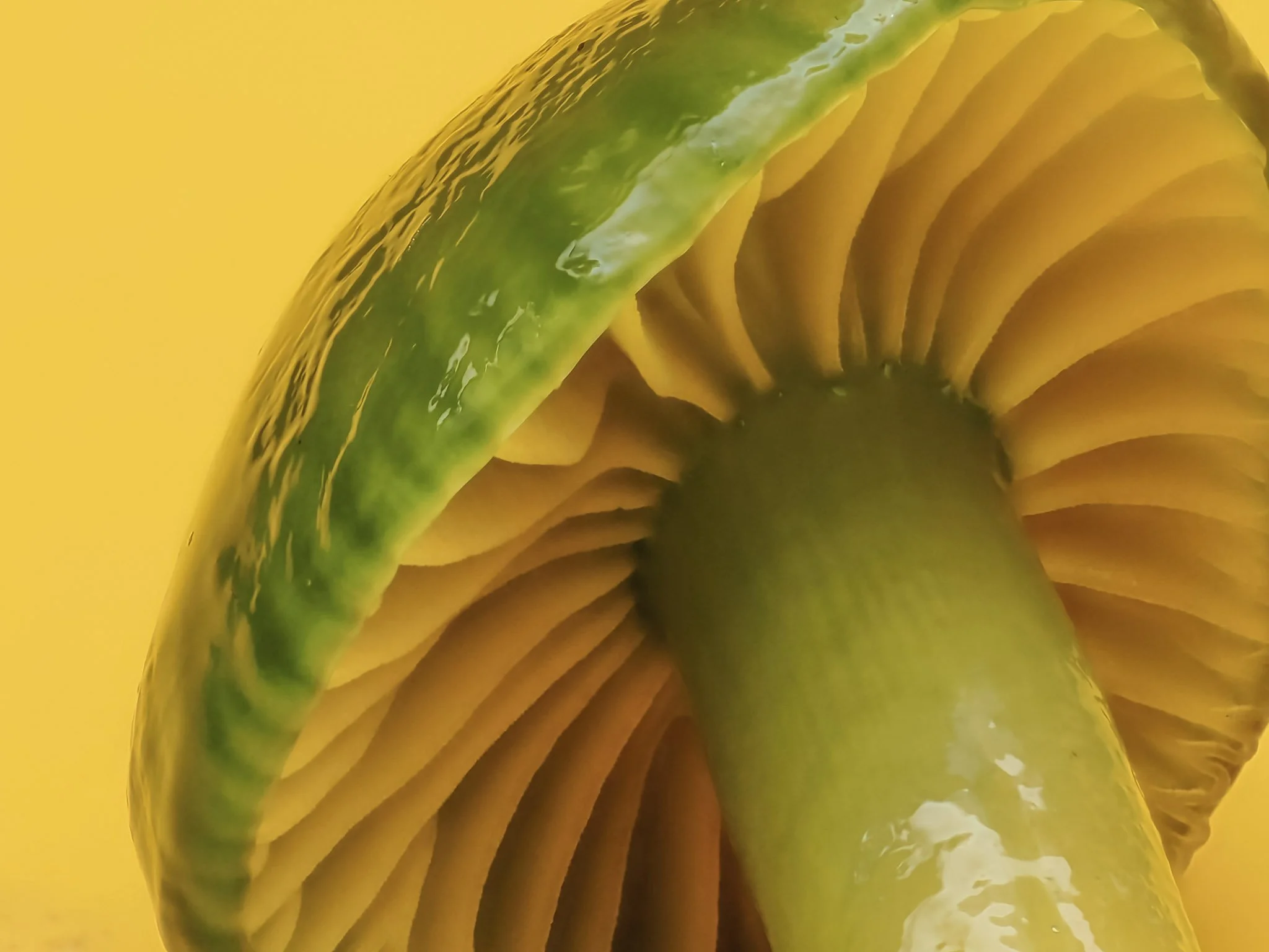Close-up of a green and yellow parrot waxcap mushroom.